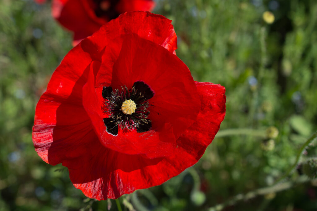 Klatschmohn044