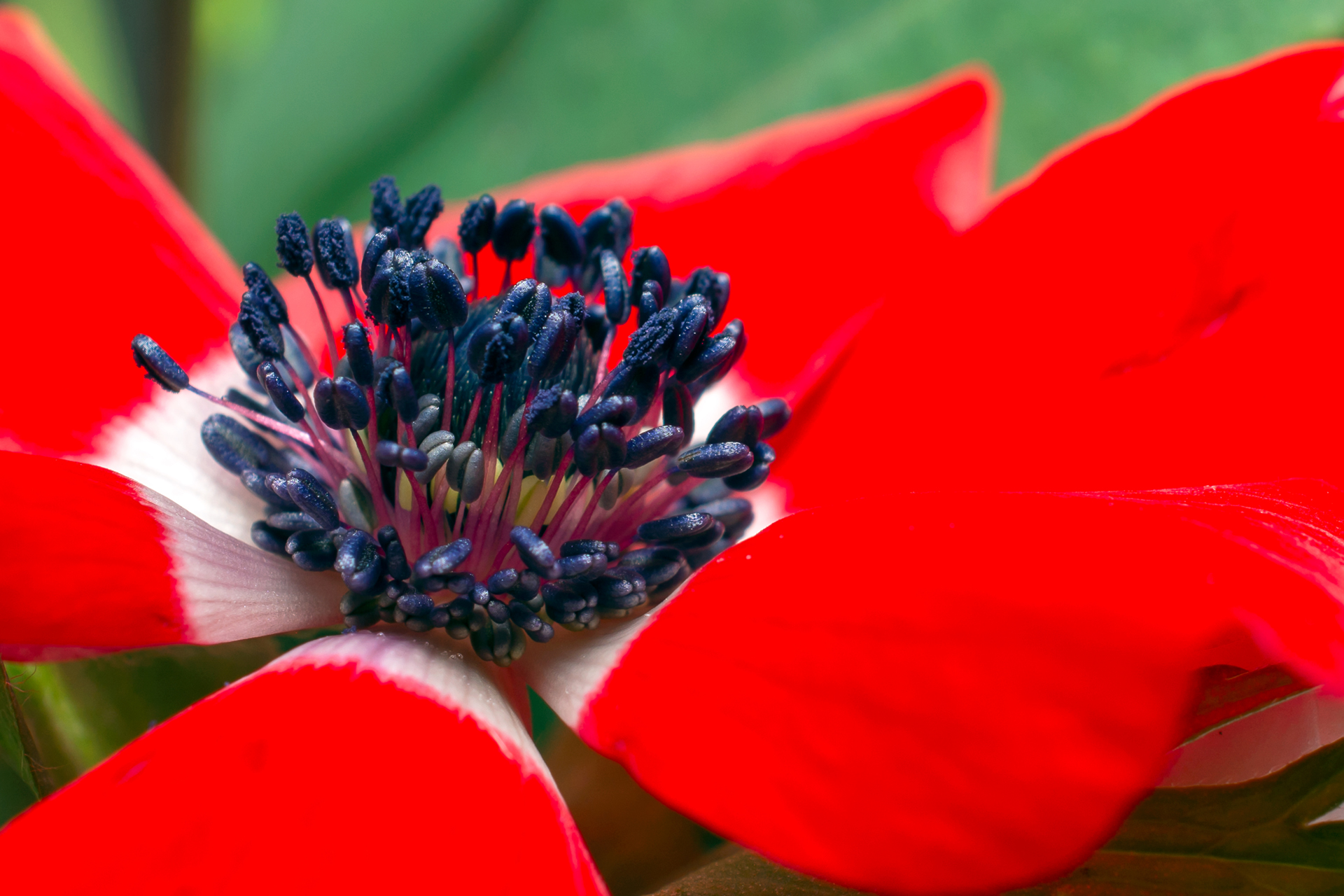Klatschmohn048 Klatschmohn048