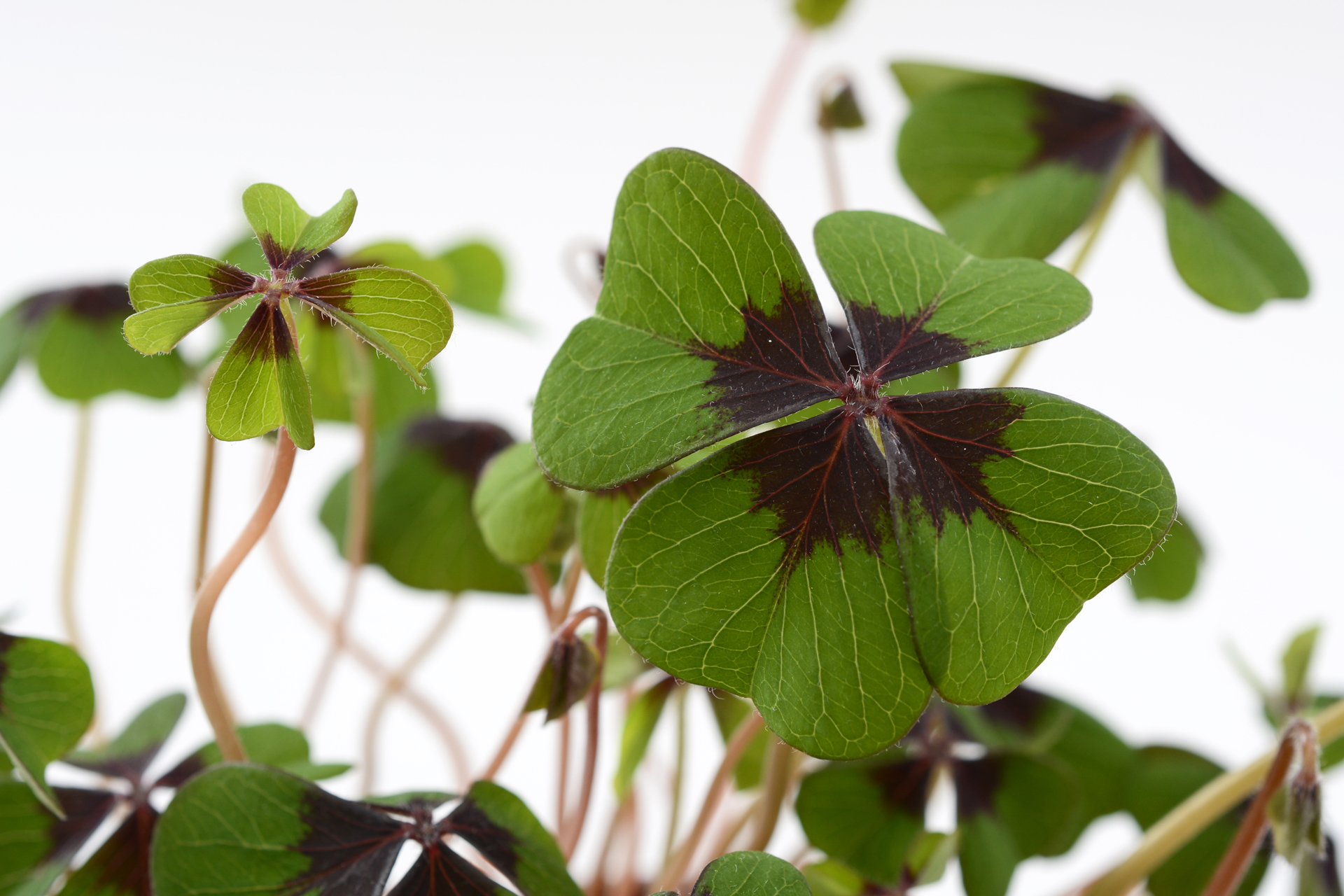 Kleeblatt016 Kleeblatt016