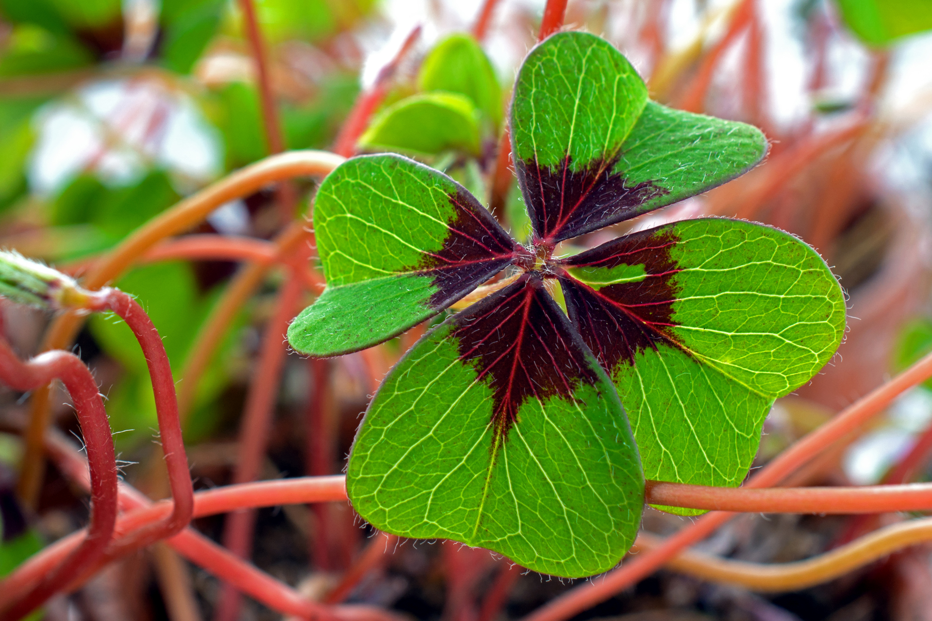 Kleeblatt019 Kleeblatt019