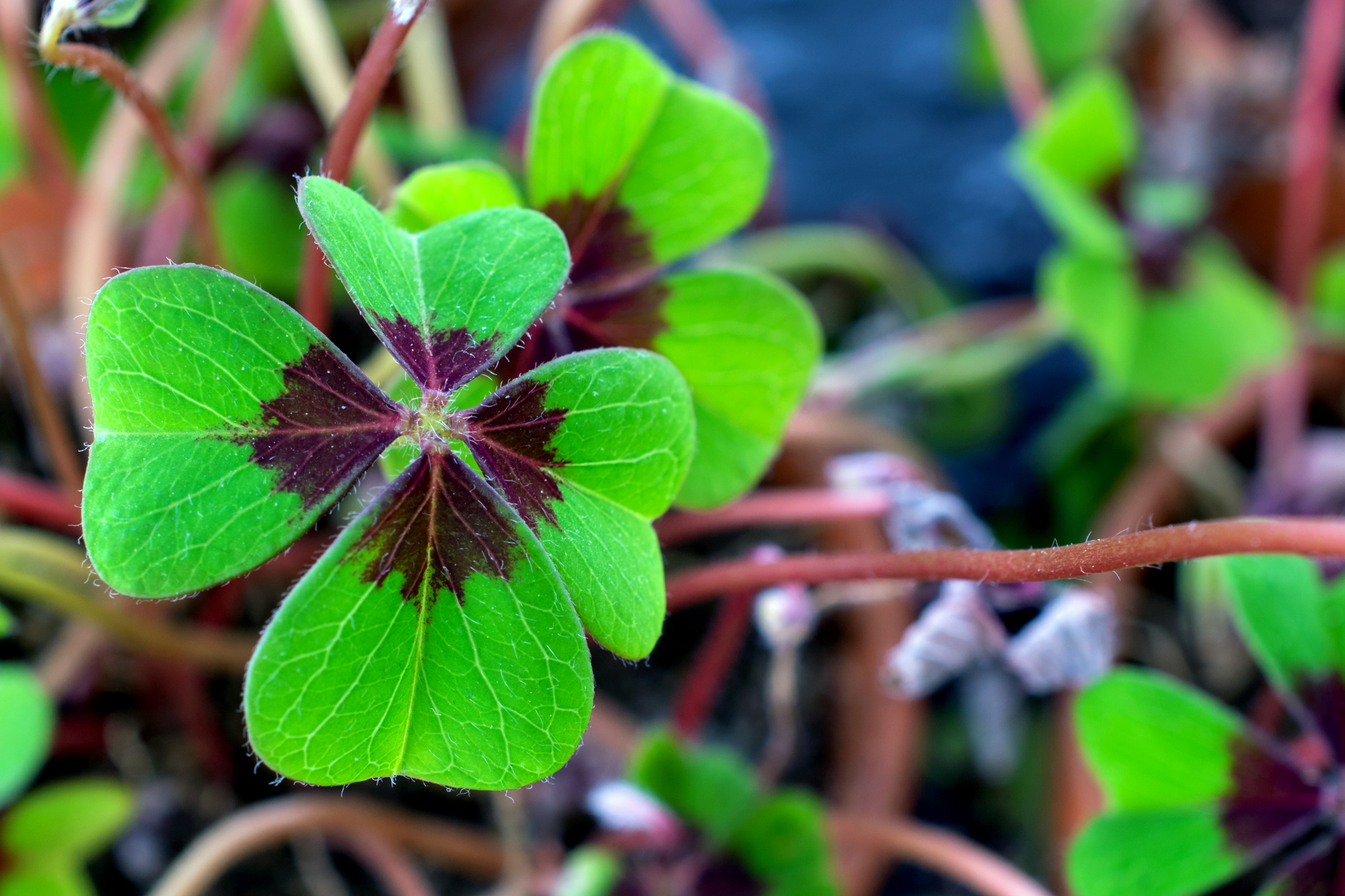 Kleeblatt031 Kleeblatt031