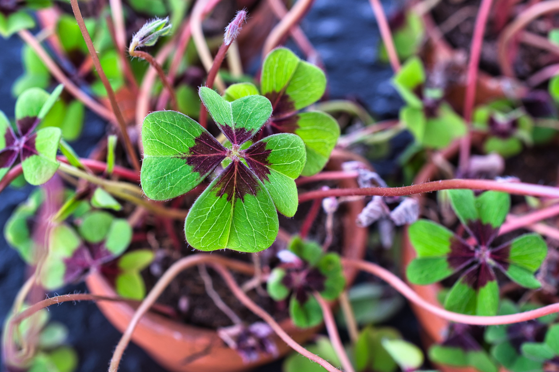 Kleeblatt034 Kleeblatt034