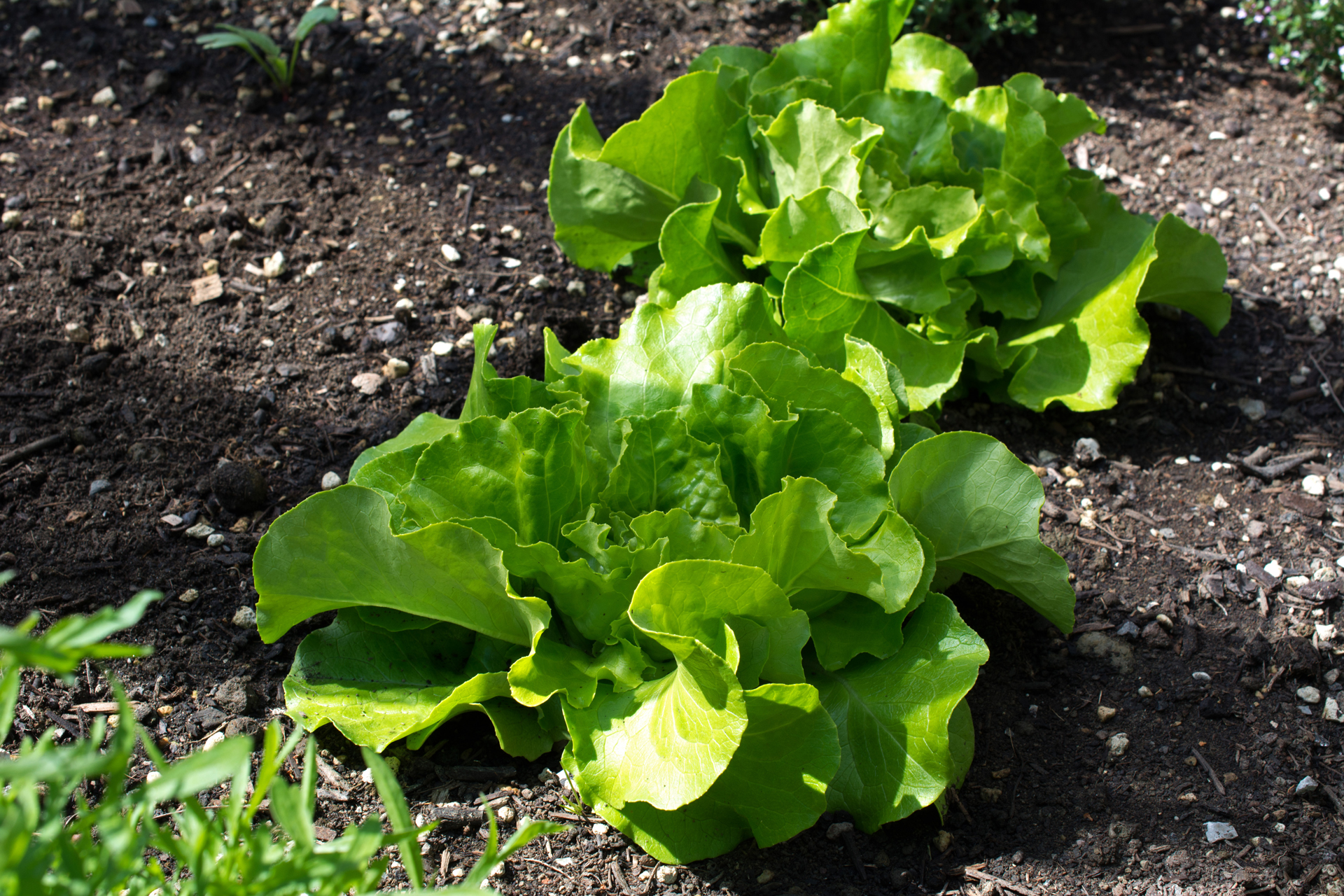 Kopfsalat001 Kopfsalat001