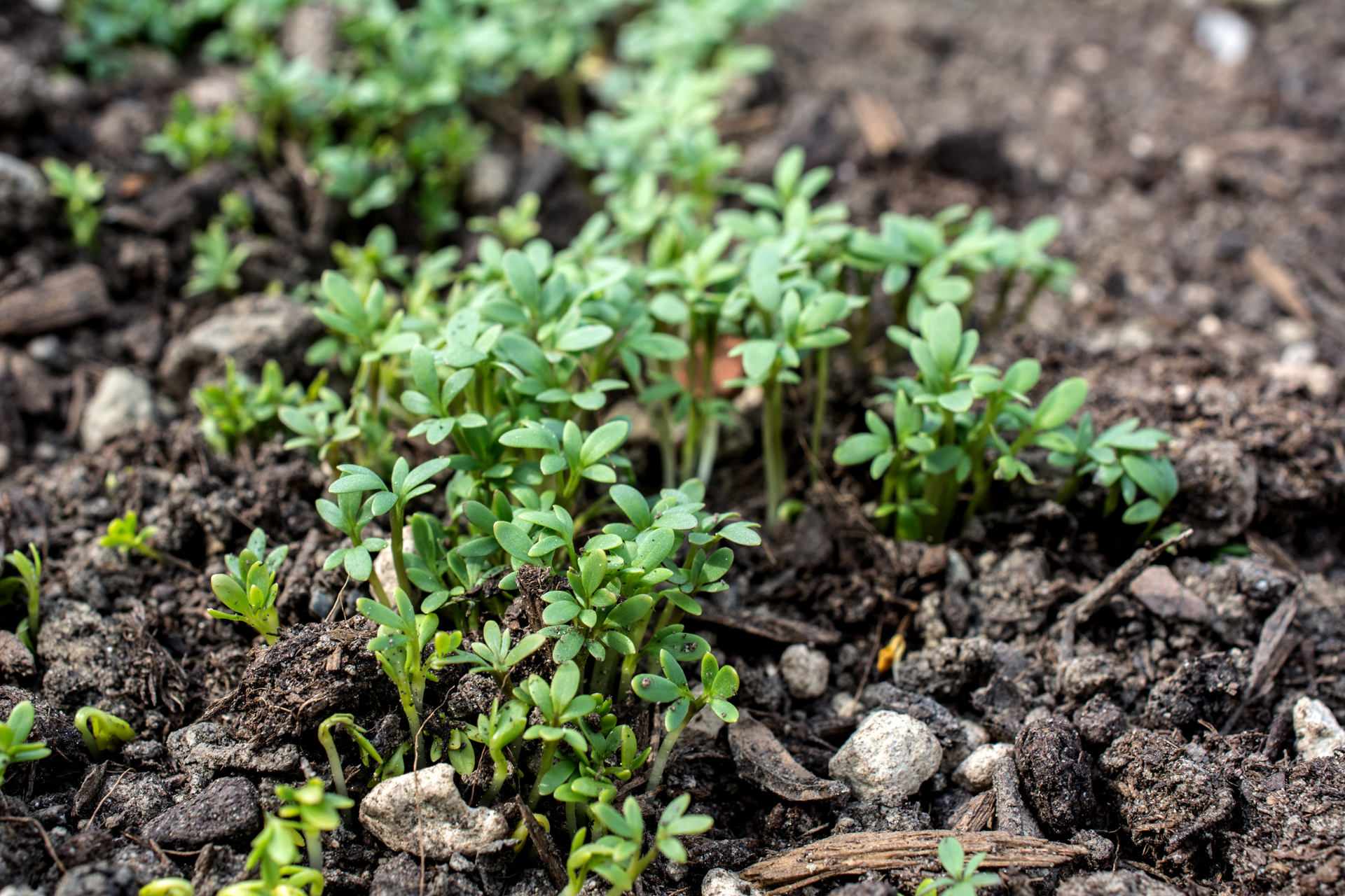 KresseSämlinge001 KresseSämlinge001