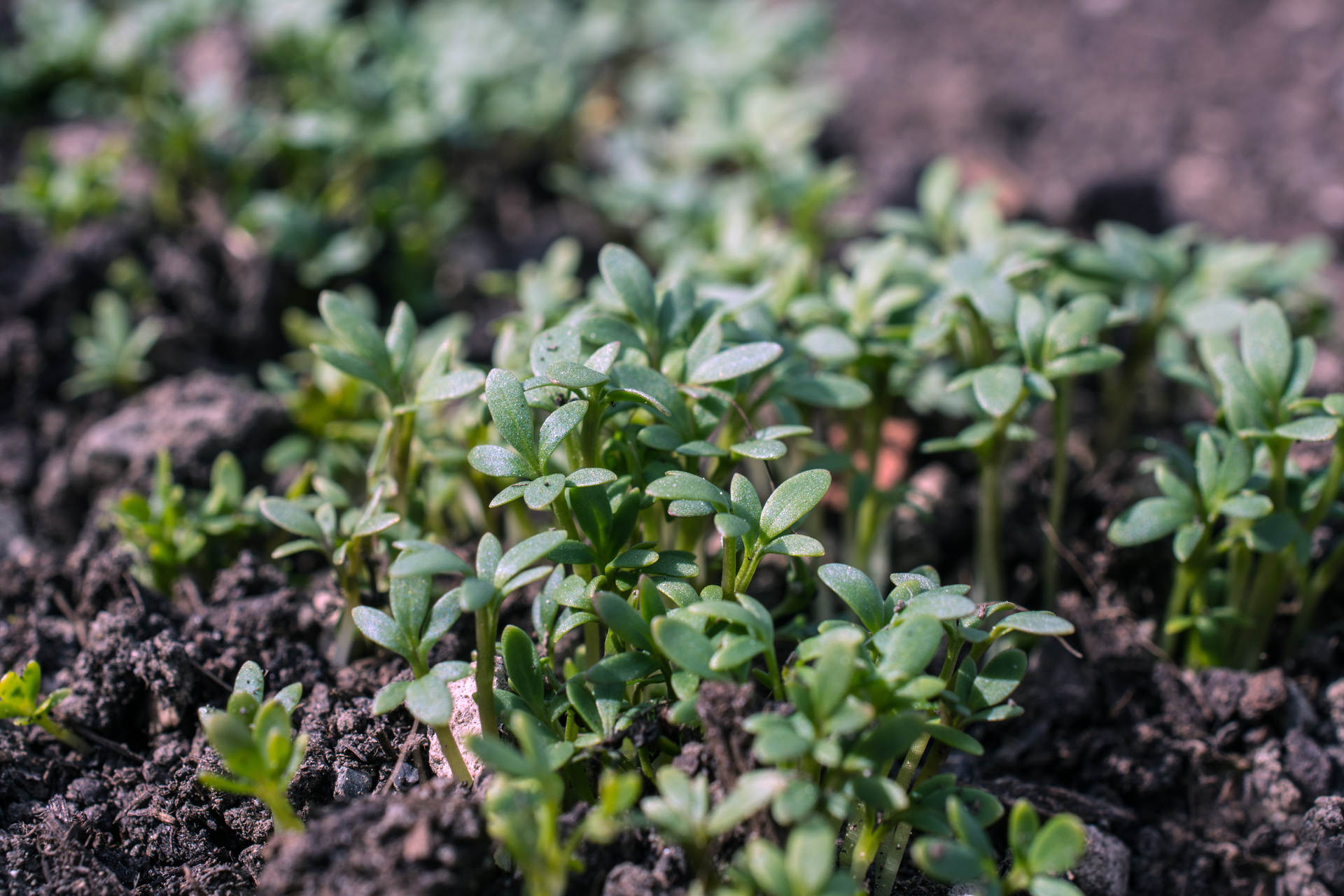 KresseSämlinge002 KresseSämlinge002