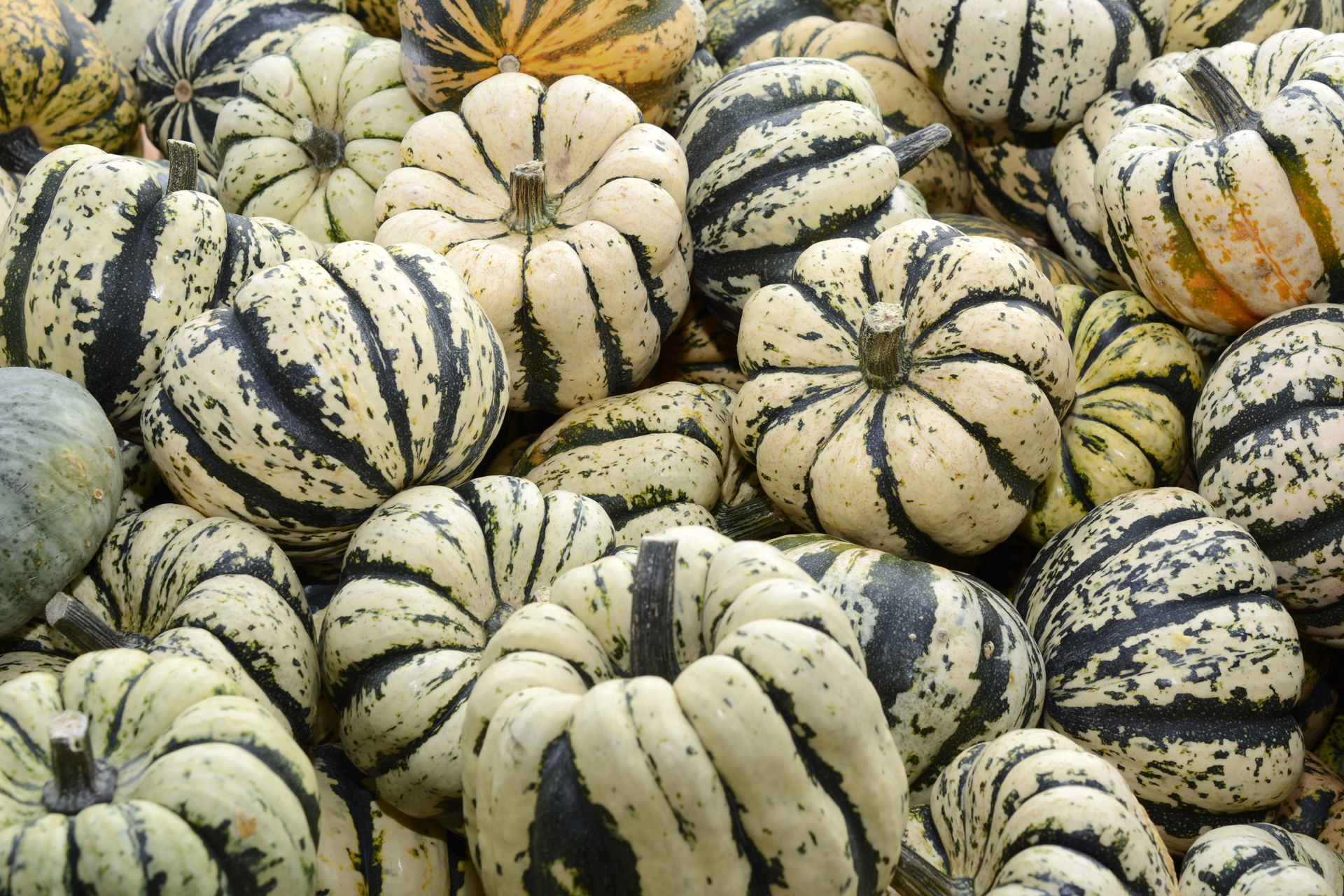 Kuerbis0010 Kuerbis0010