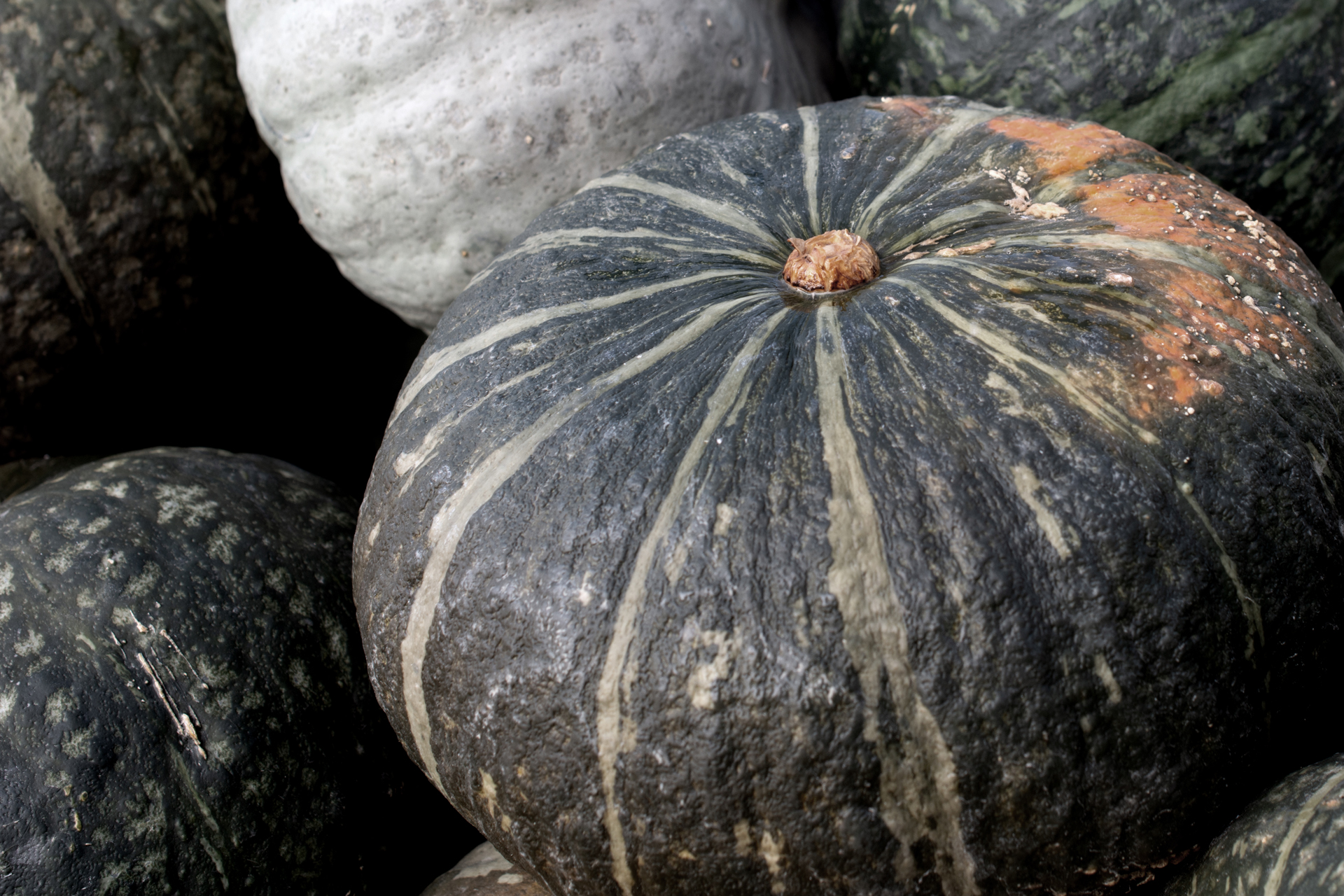 Kuerbis0012 Kuerbis0012