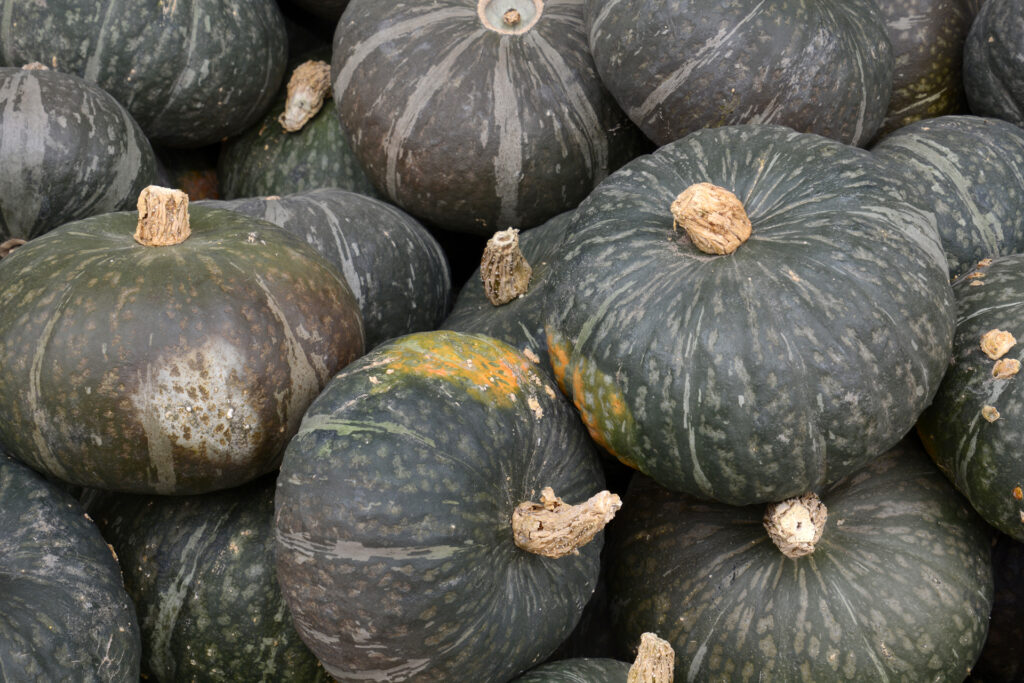 Kuerbis0099