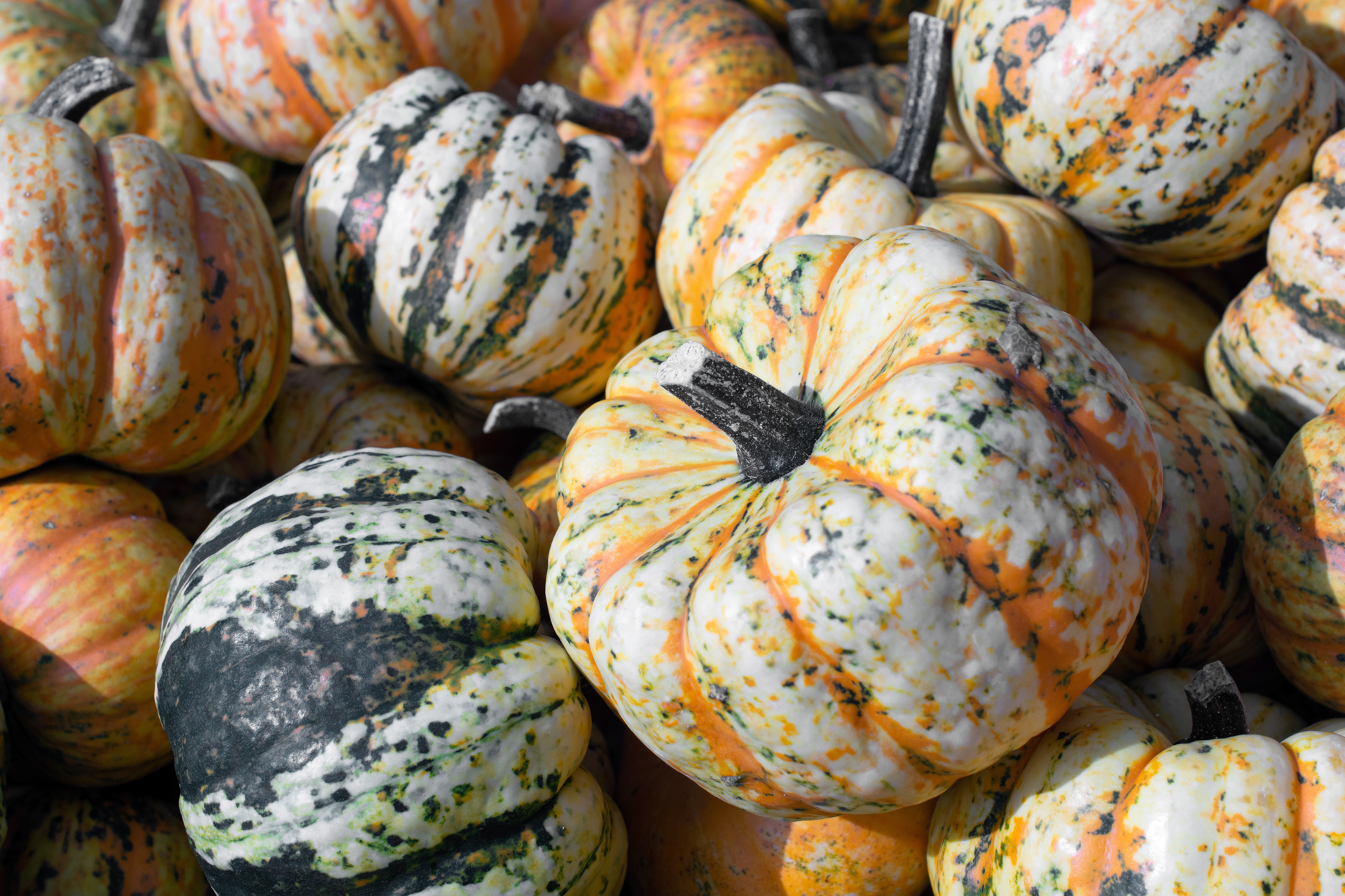 Kürbis0128 Kürbis0128