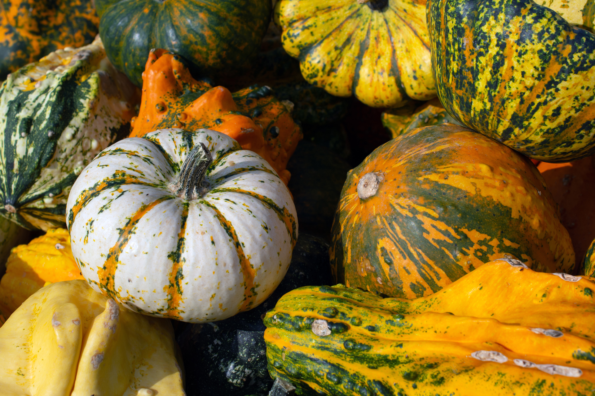 Kuerbis0132 Kuerbis0132