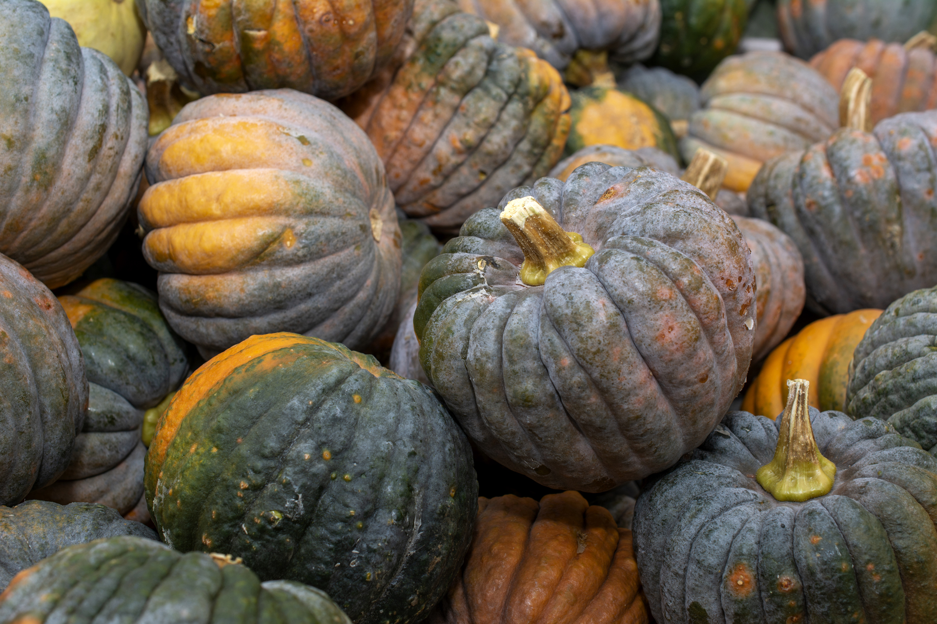 Kürbis0137 Kürbis0137