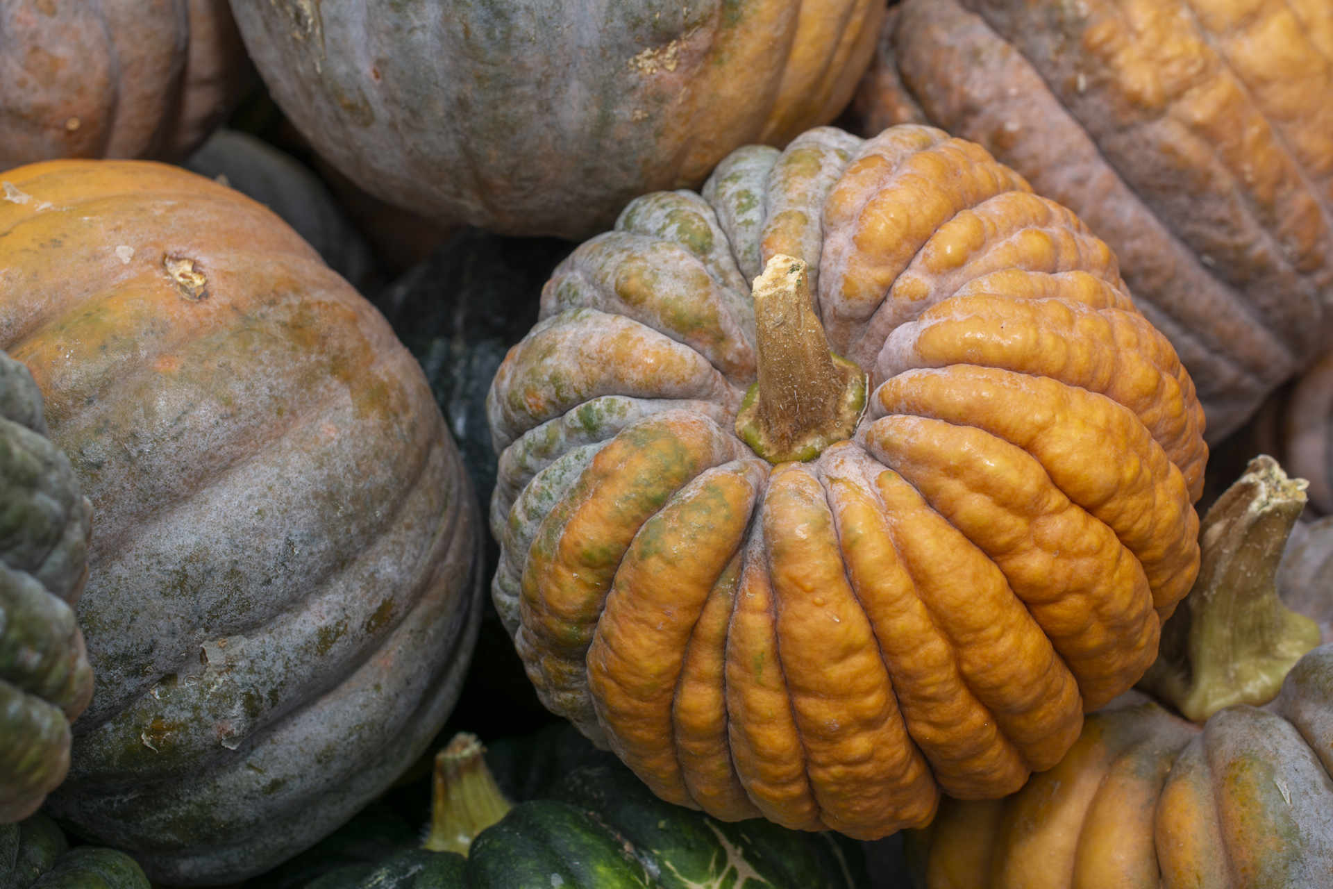 Kürbis0138 Kürbis0138