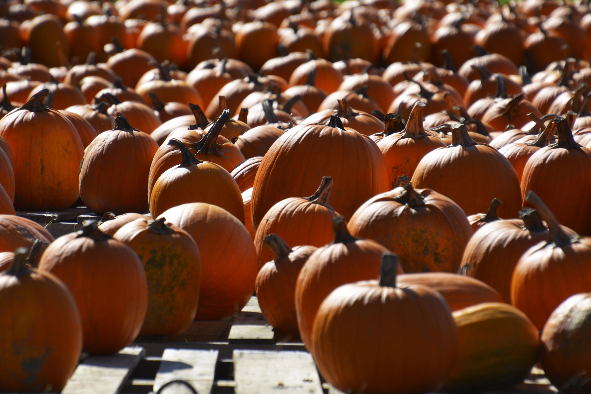 Kuerbisfeld003 Kuerbisfeld003