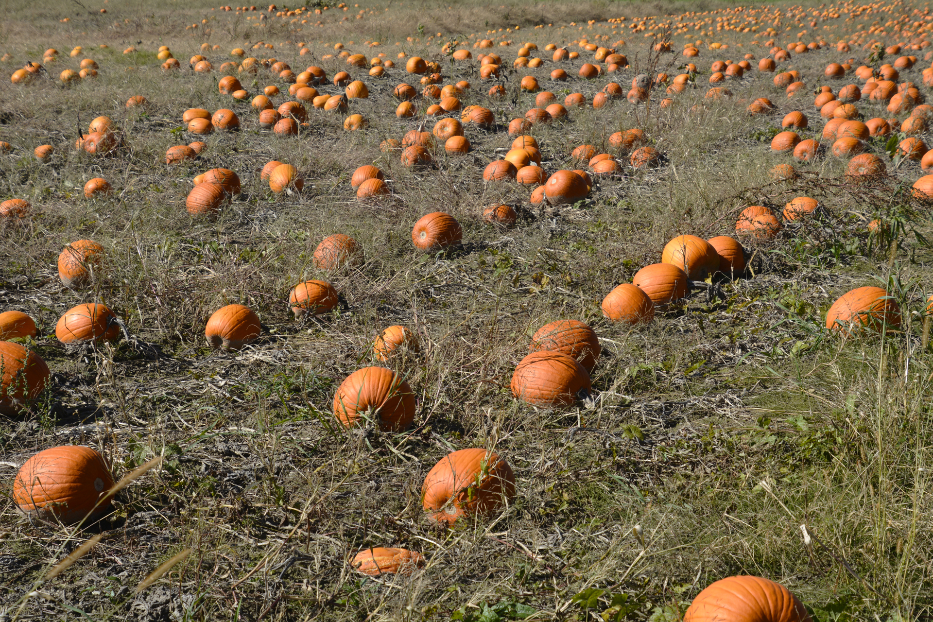 Kuerbisfeld004 Kuerbisfeld004