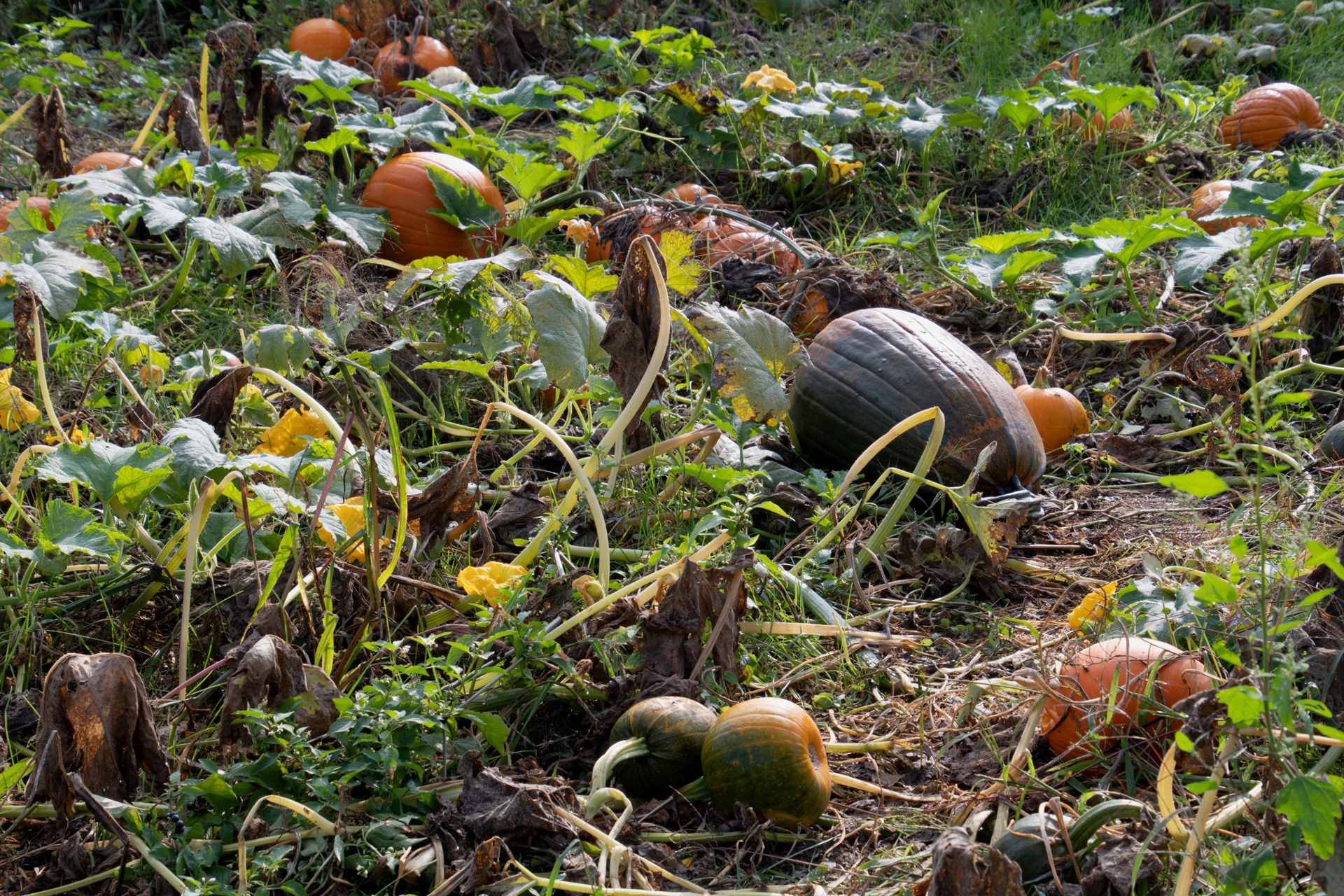 Kuerbisfeld006 Kuerbisfeld006