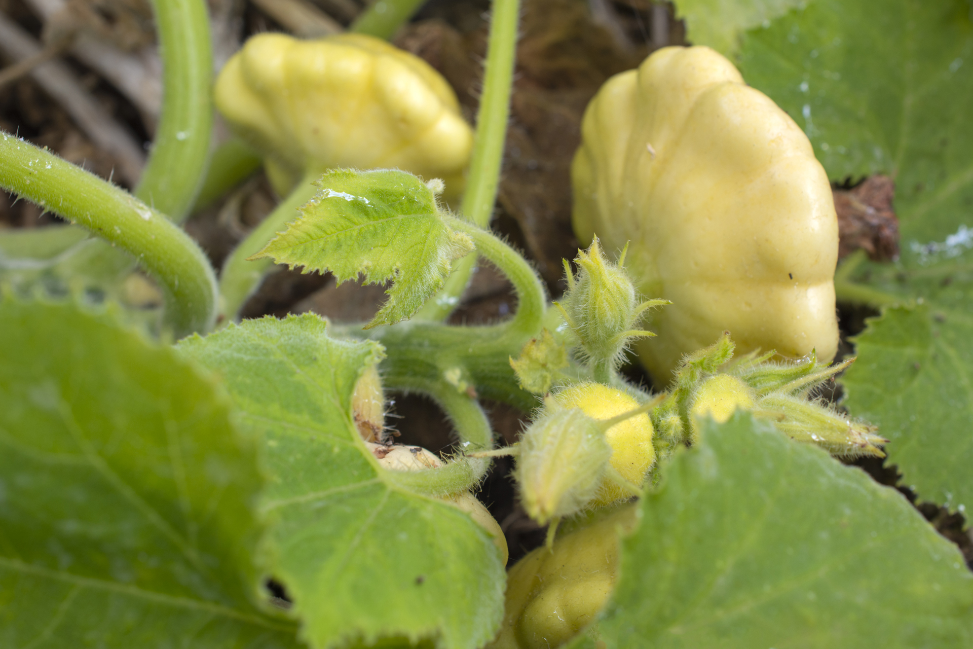 Kürbisknospe001 Kürbisknospe001