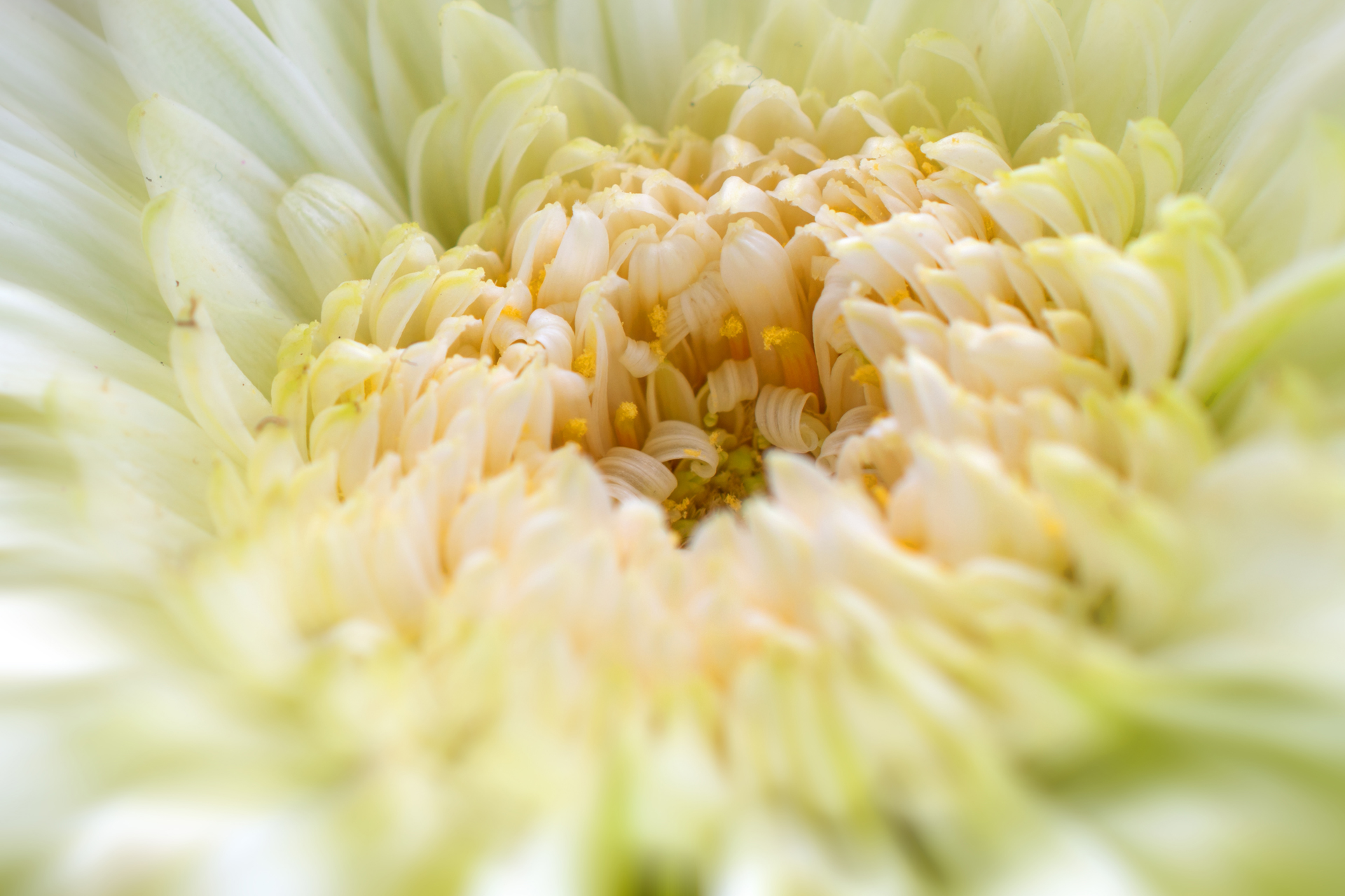 Kugelaster001 Kugelaster001