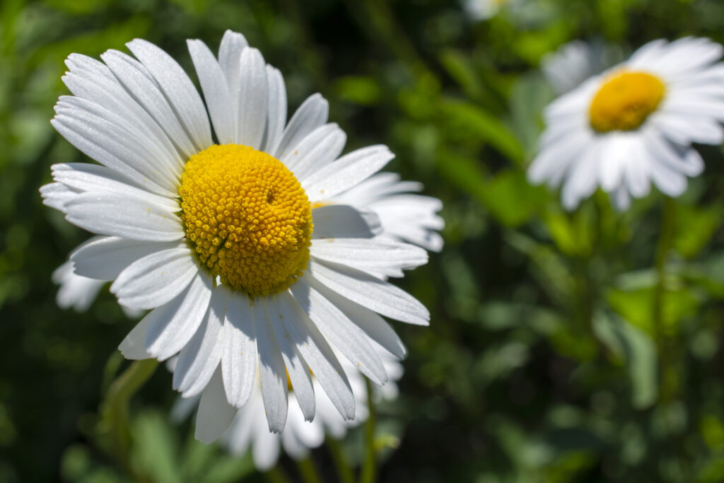 Margarite020