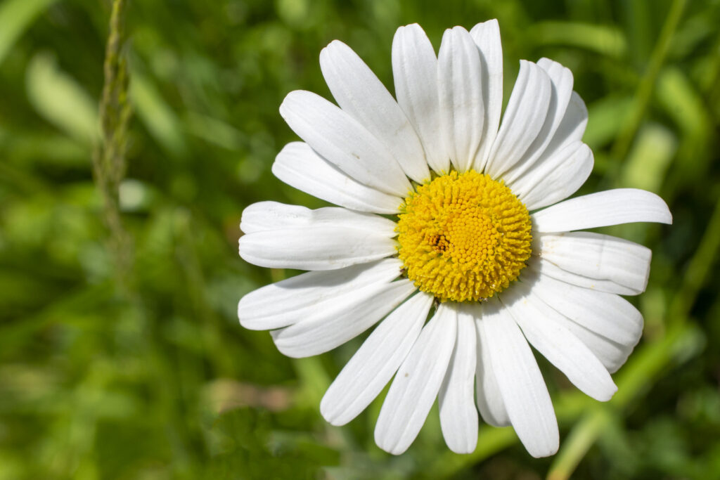 Margarite021
