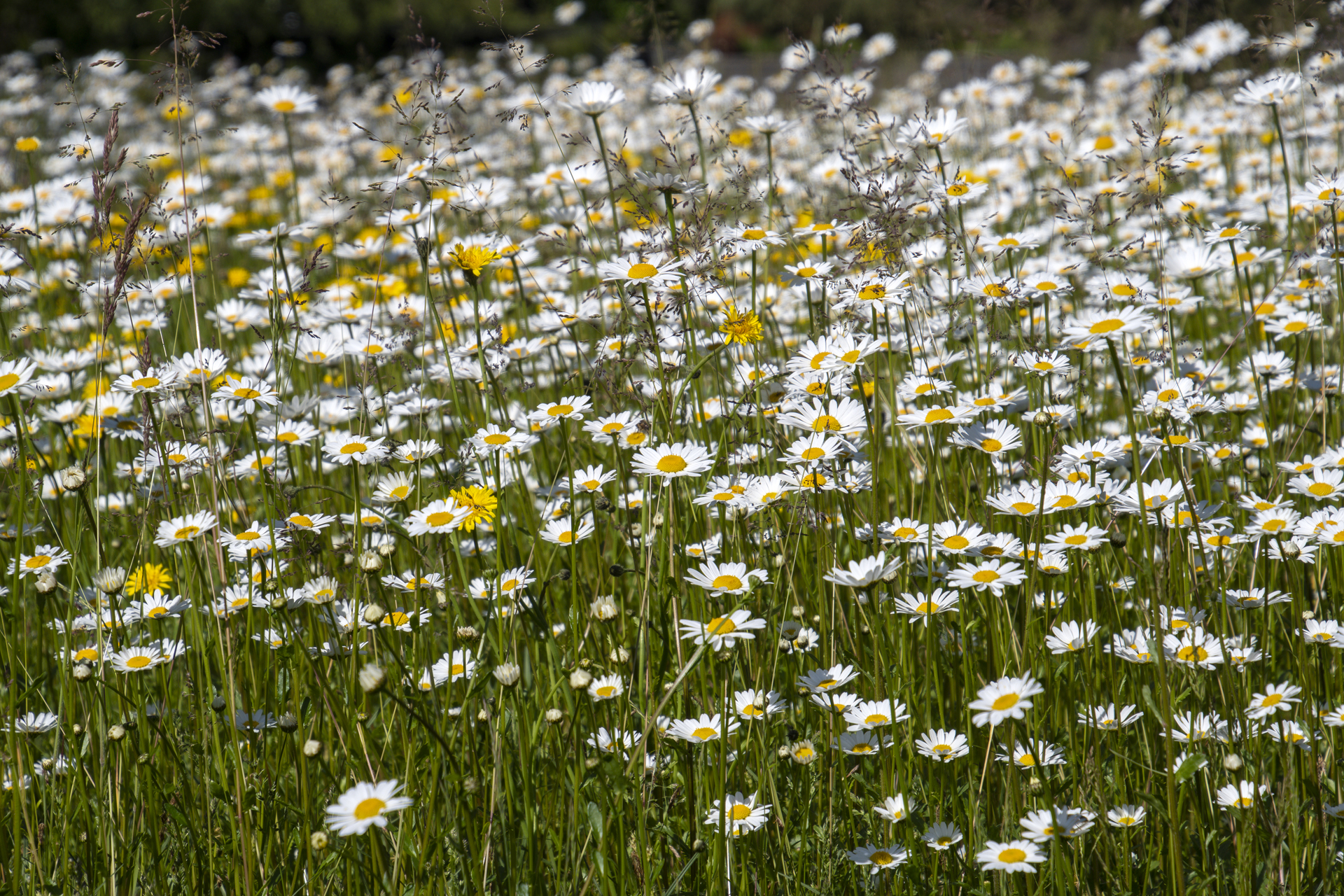 Margarite022 Margarite022