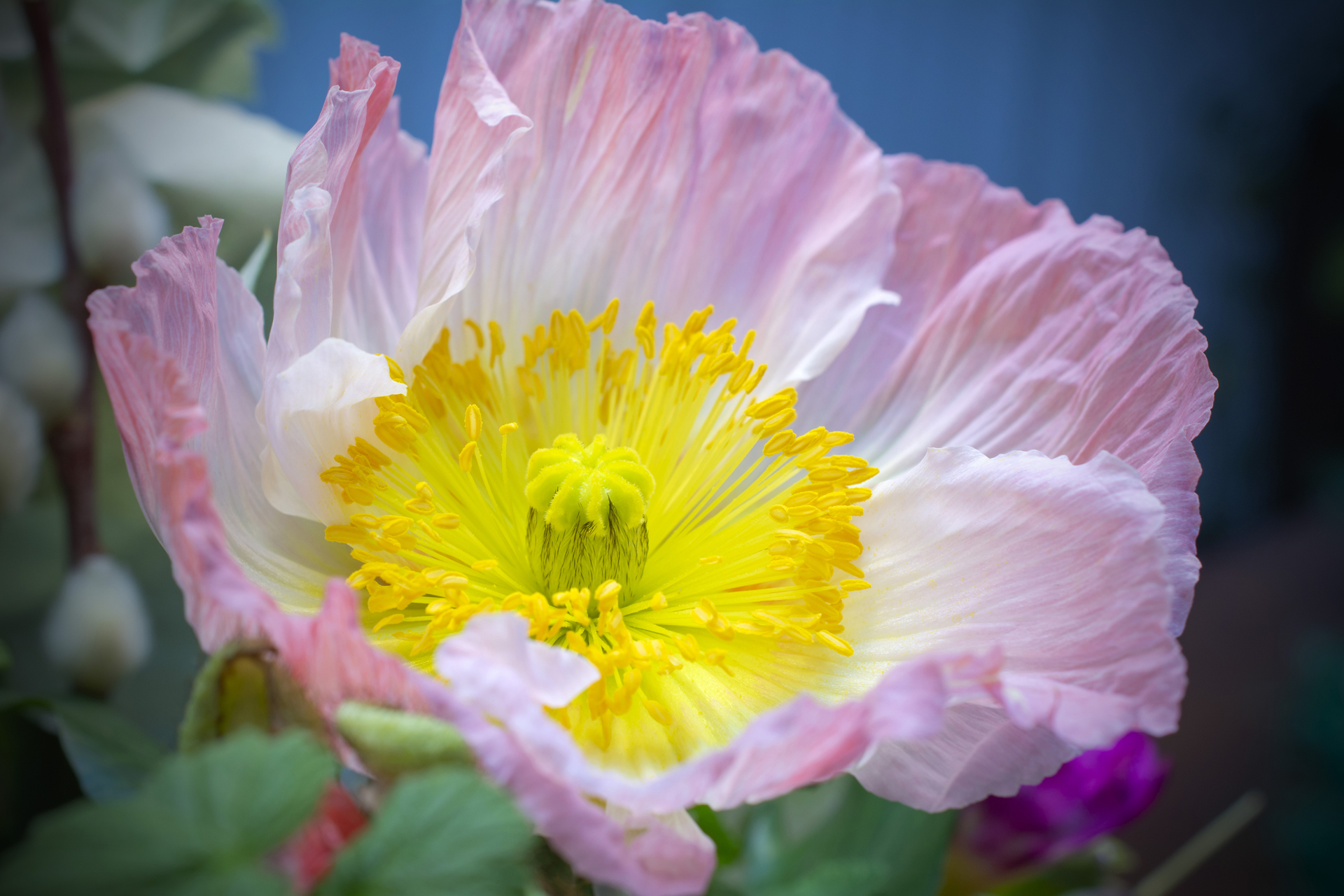 Mohnblumen016 Mohnblumen016