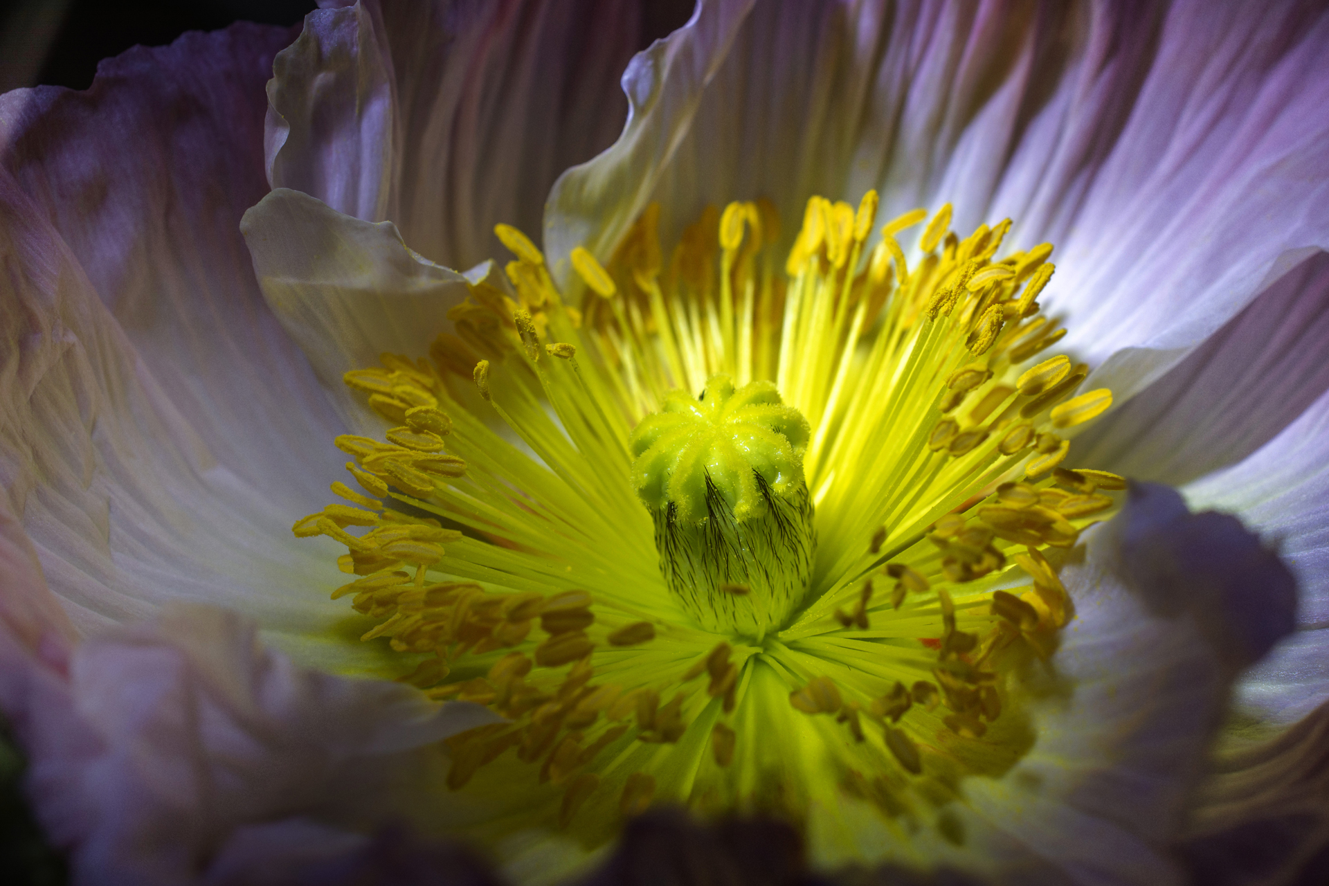 Mohnblumen019 Mohnblumen019