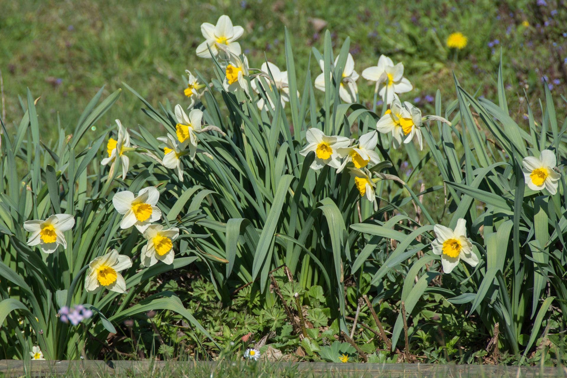 Narzissen005 Narzissen005