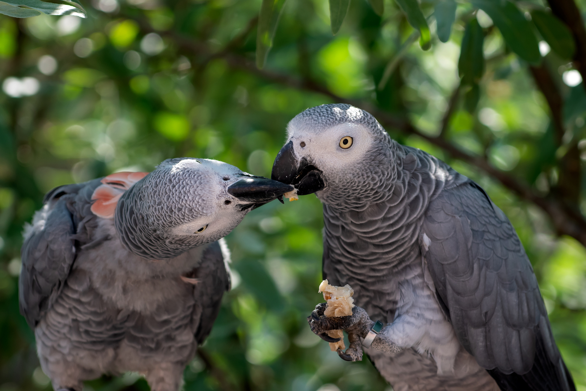 Papagei016 Papagei016