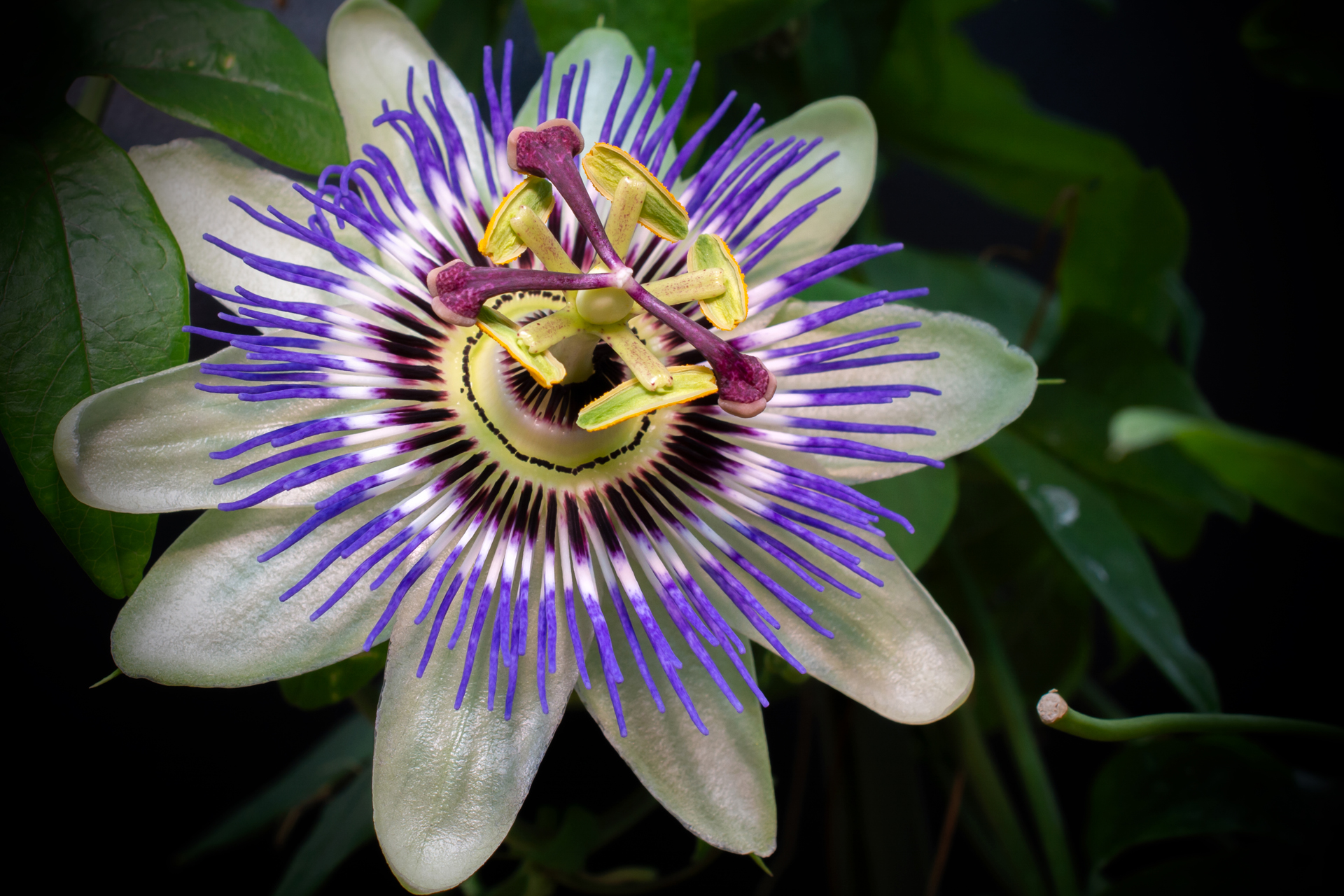 Passionsblume004 Passionsblume004