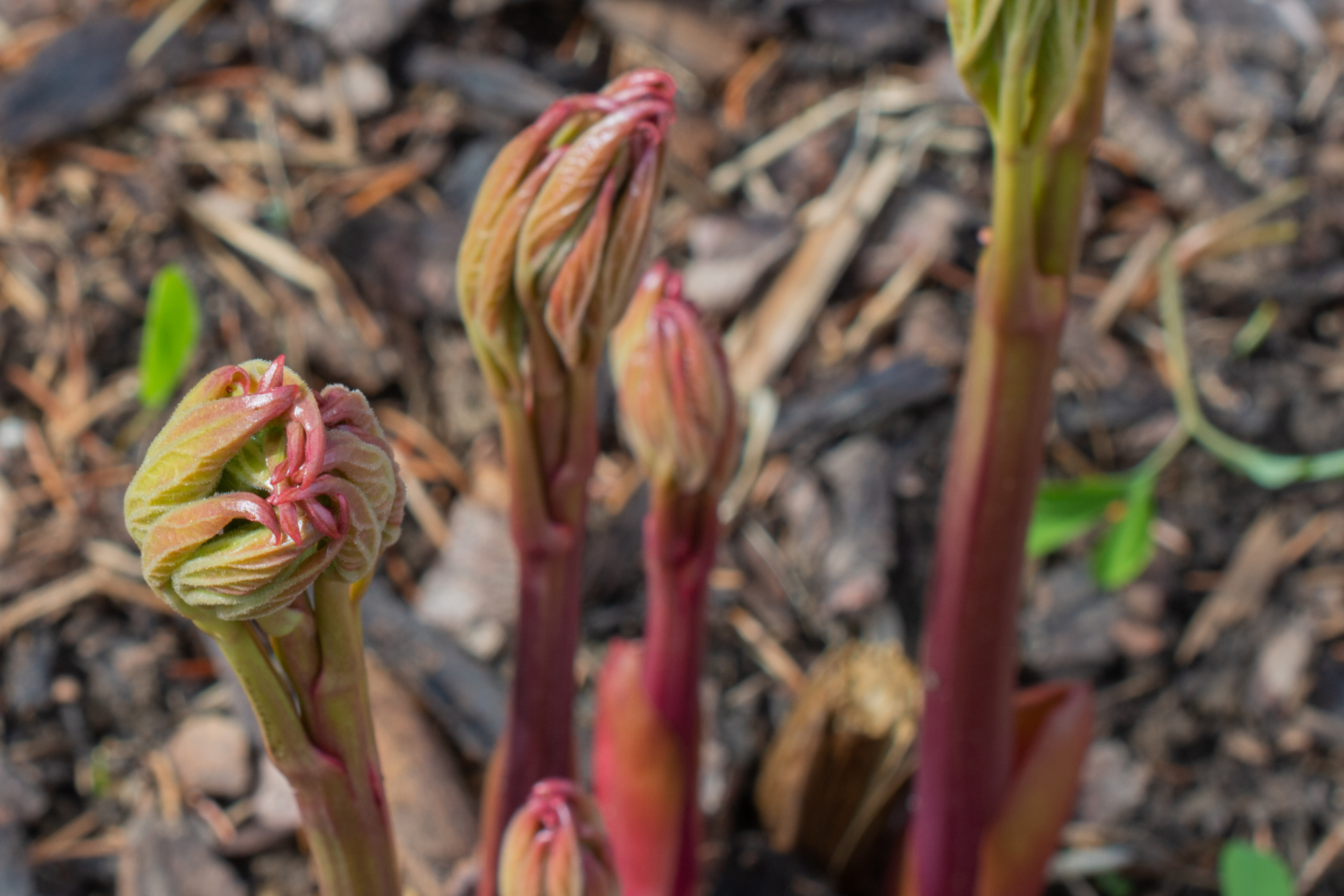 Pfingstrose021 Pfingstrose021