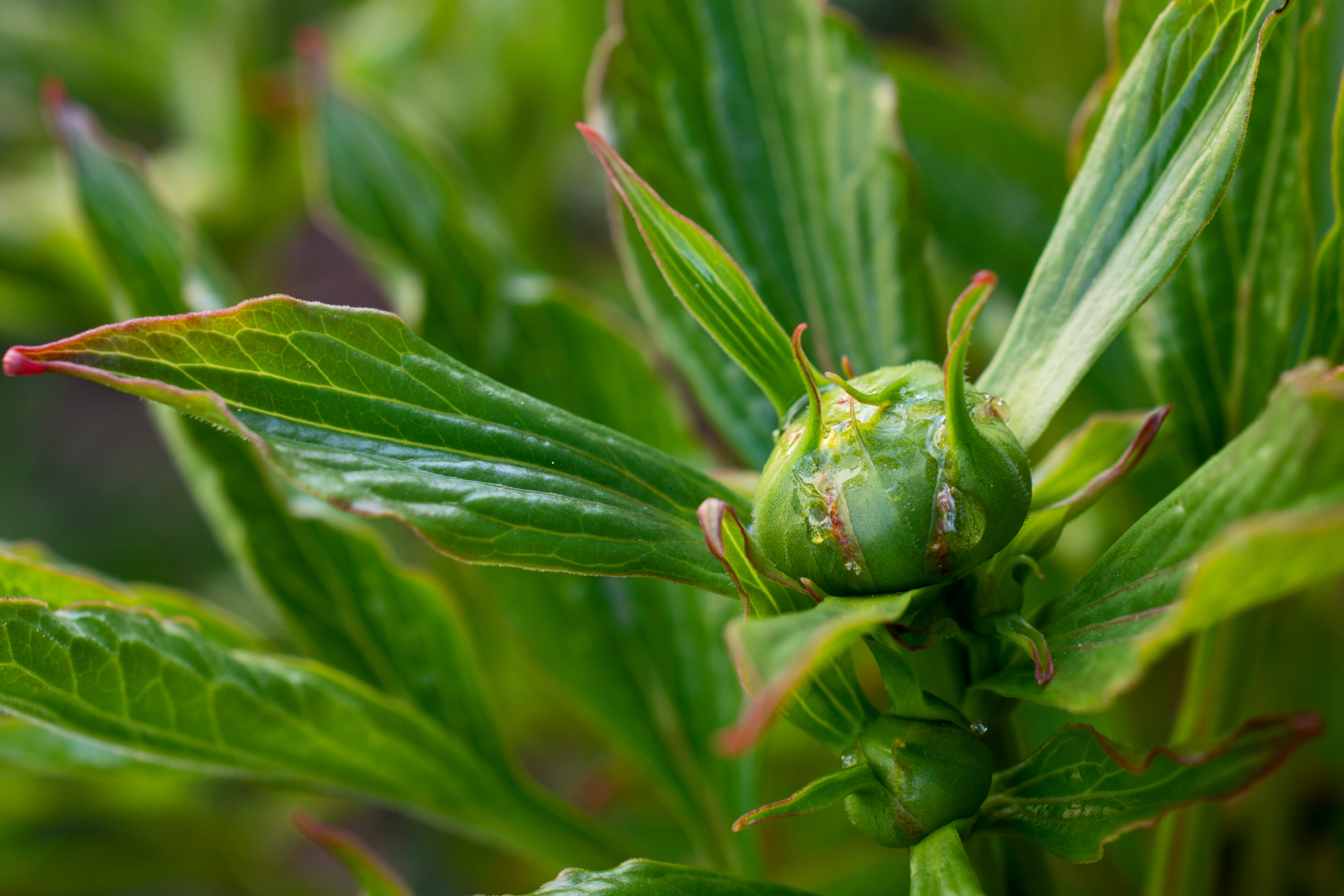 Pfingstrose022 Pfingstrose022