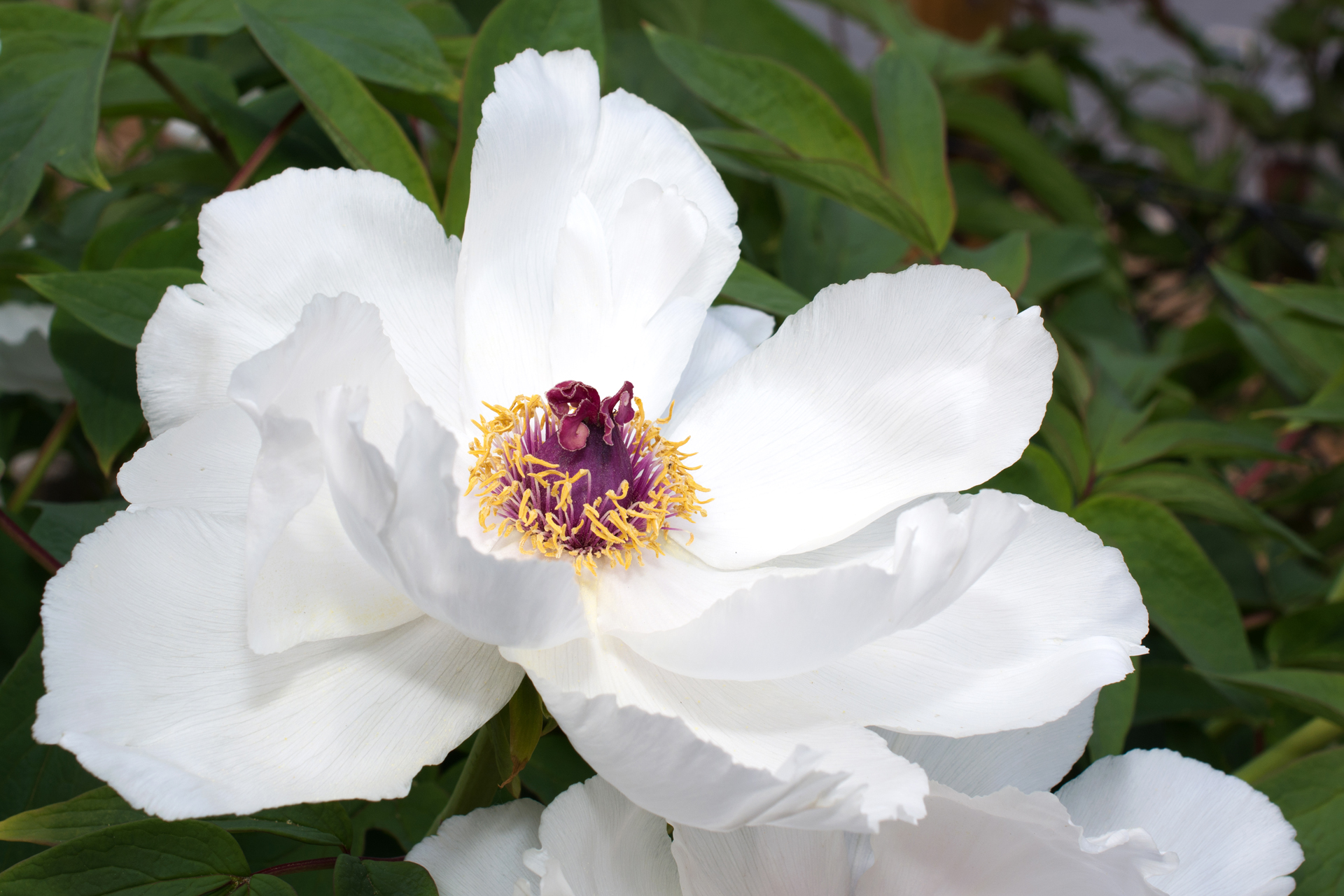 Pfingstrose023 Pfingstrose023