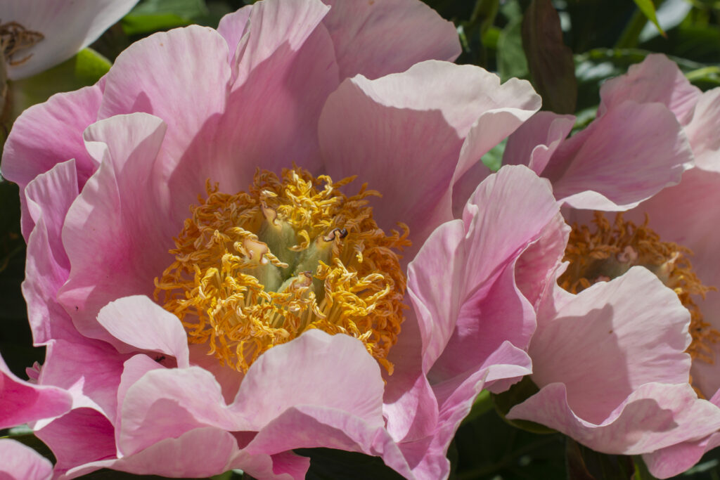 Pfingstrose027