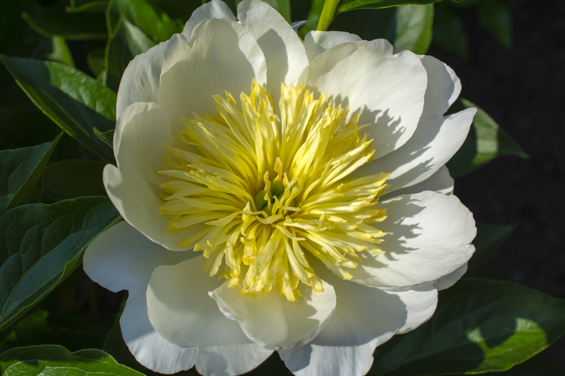 Pfingstrose030 Pfingstrose030