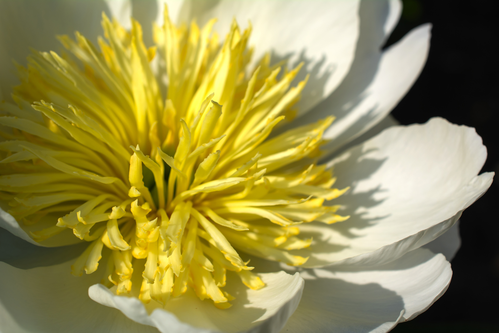 Pfingstrose034 Pfingstrose034