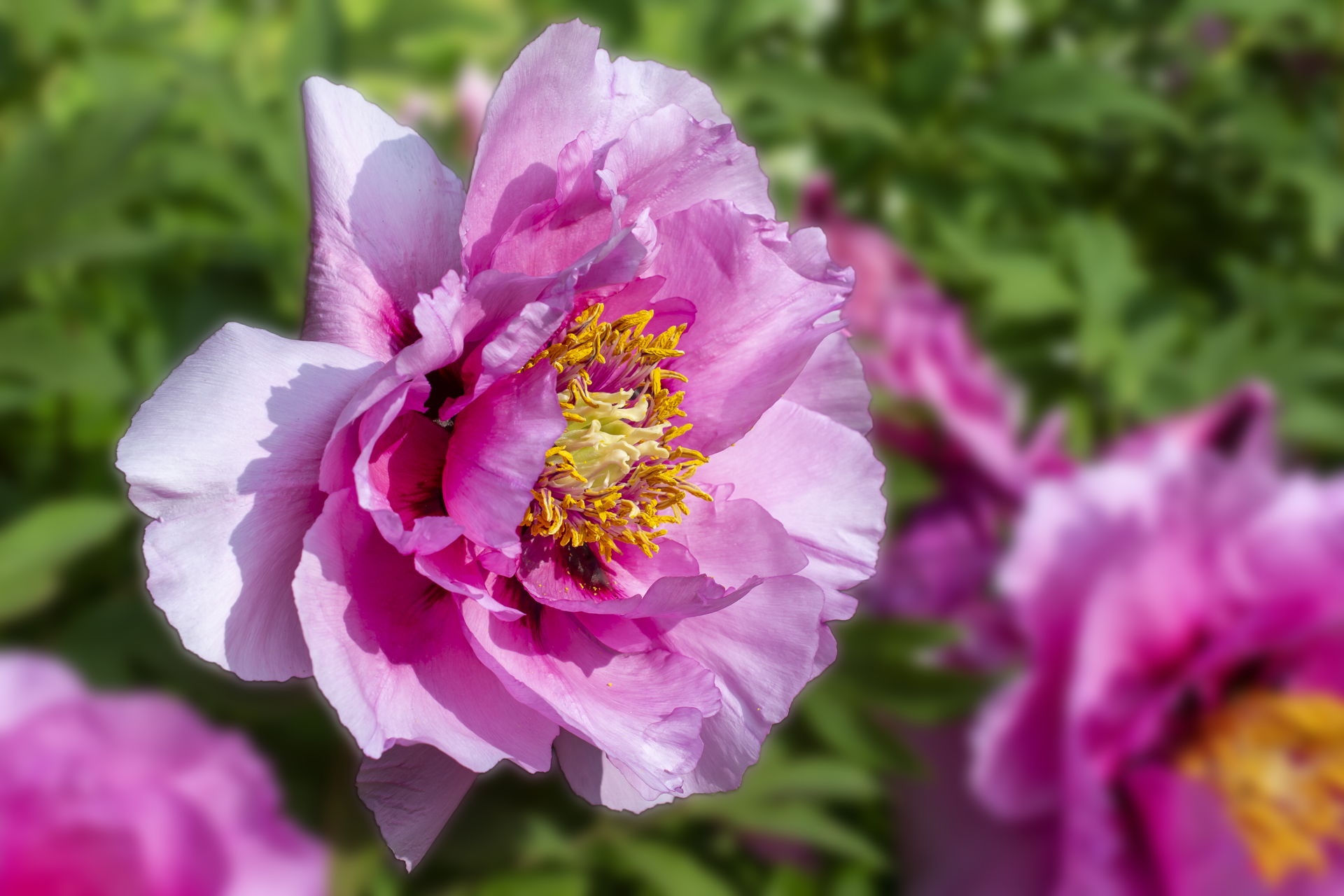 Pfingstrose037 Pfingstrose037