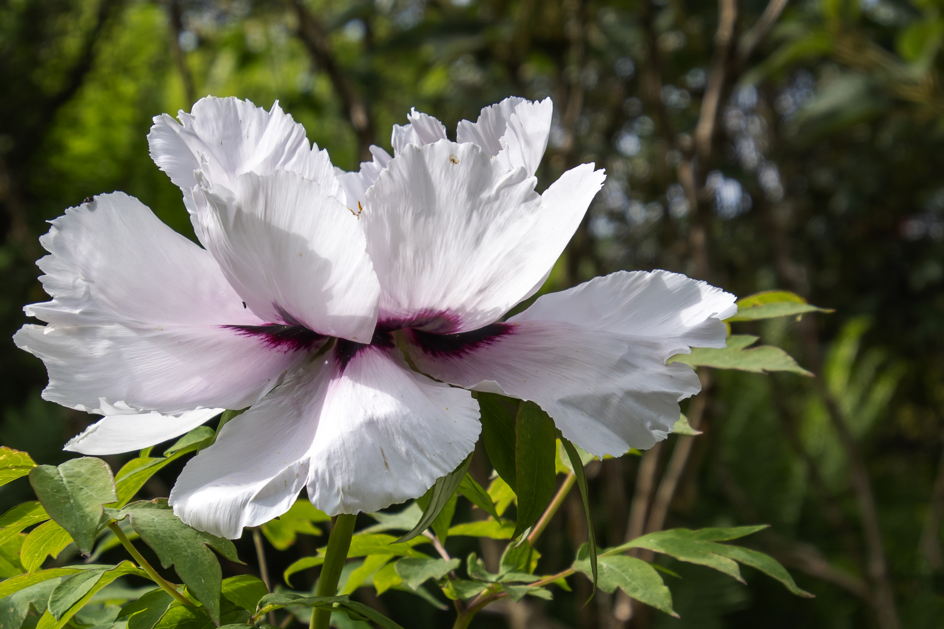 Pfingstrose042 Pfingstrose042