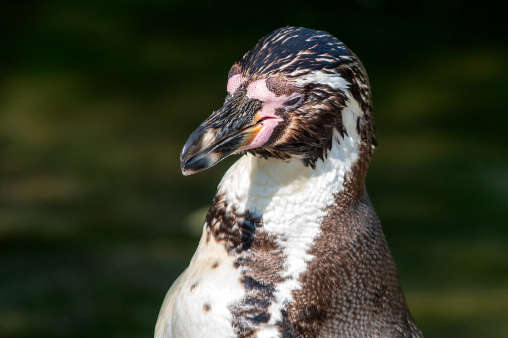 Pinguin007