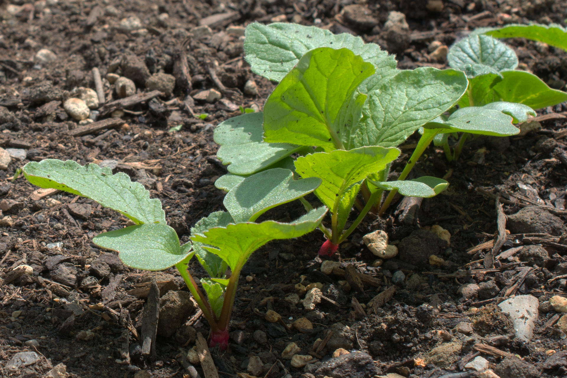 Radieschen002 Radieschen002