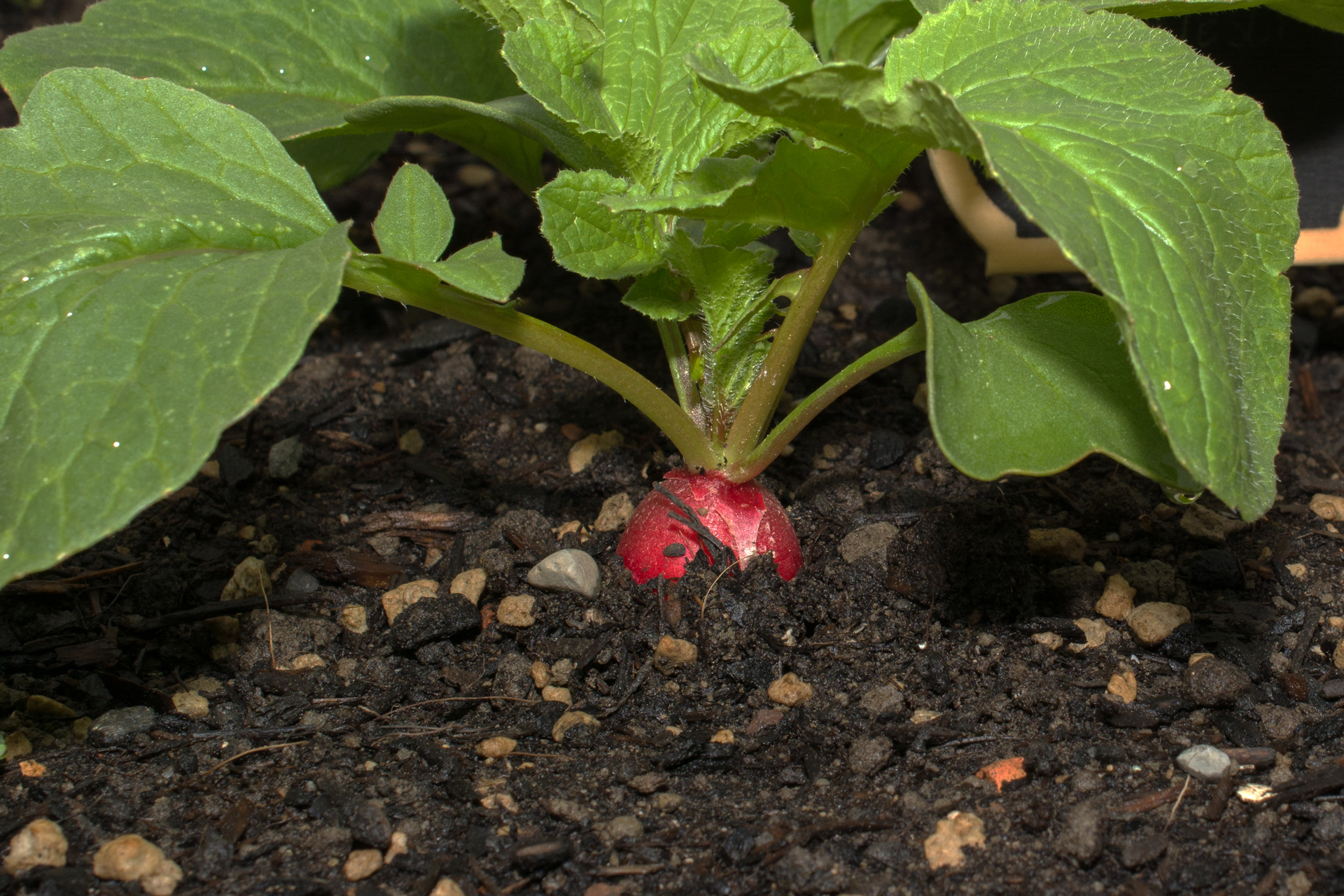 Radieschen009 Radieschen009