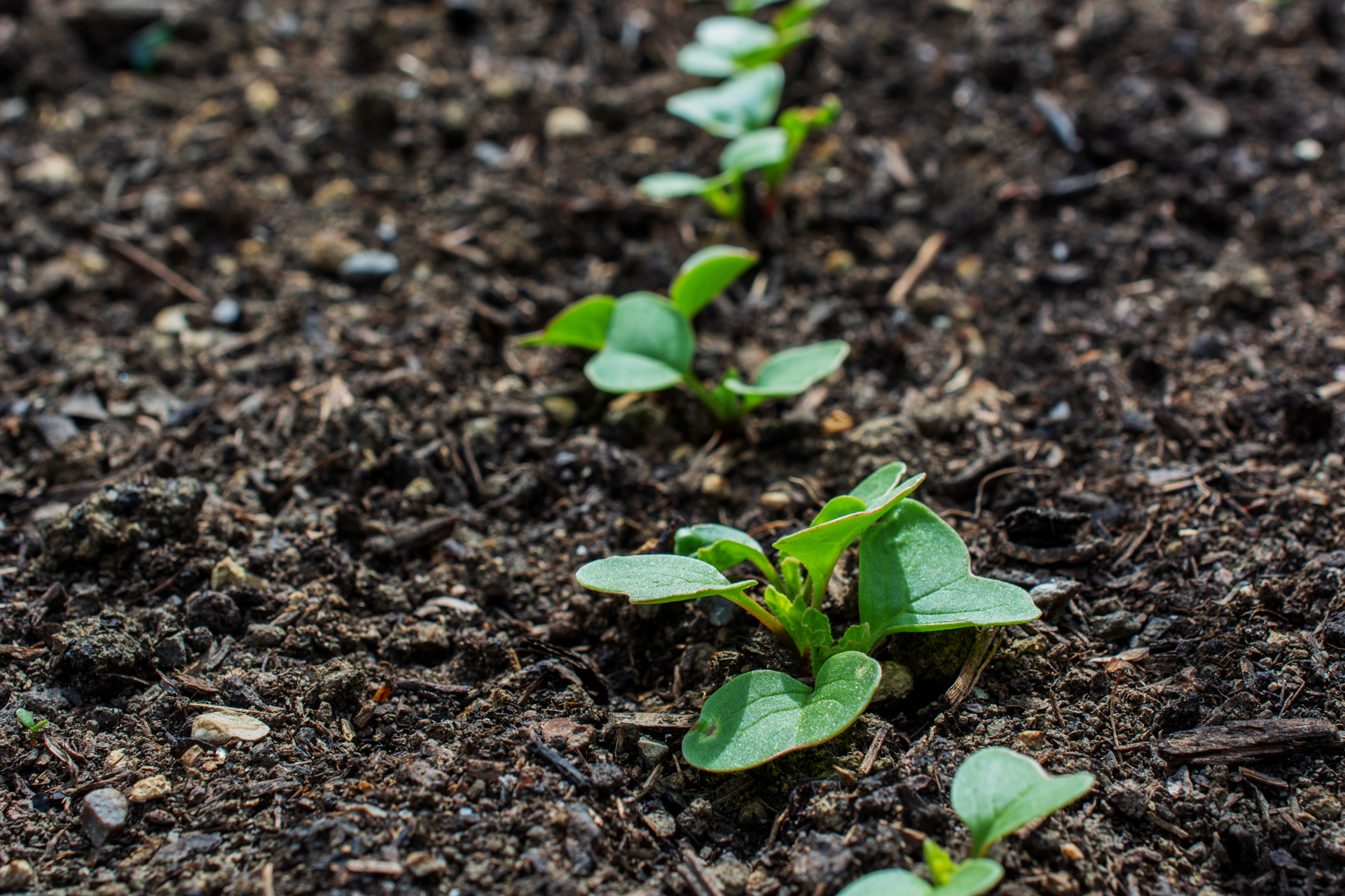 Radieschen015 Radieschen015