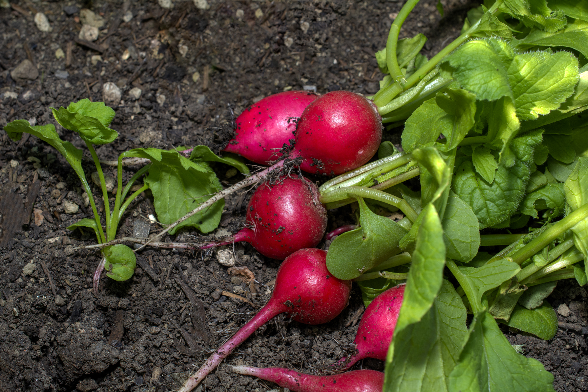 Radieschen019 Radieschen019