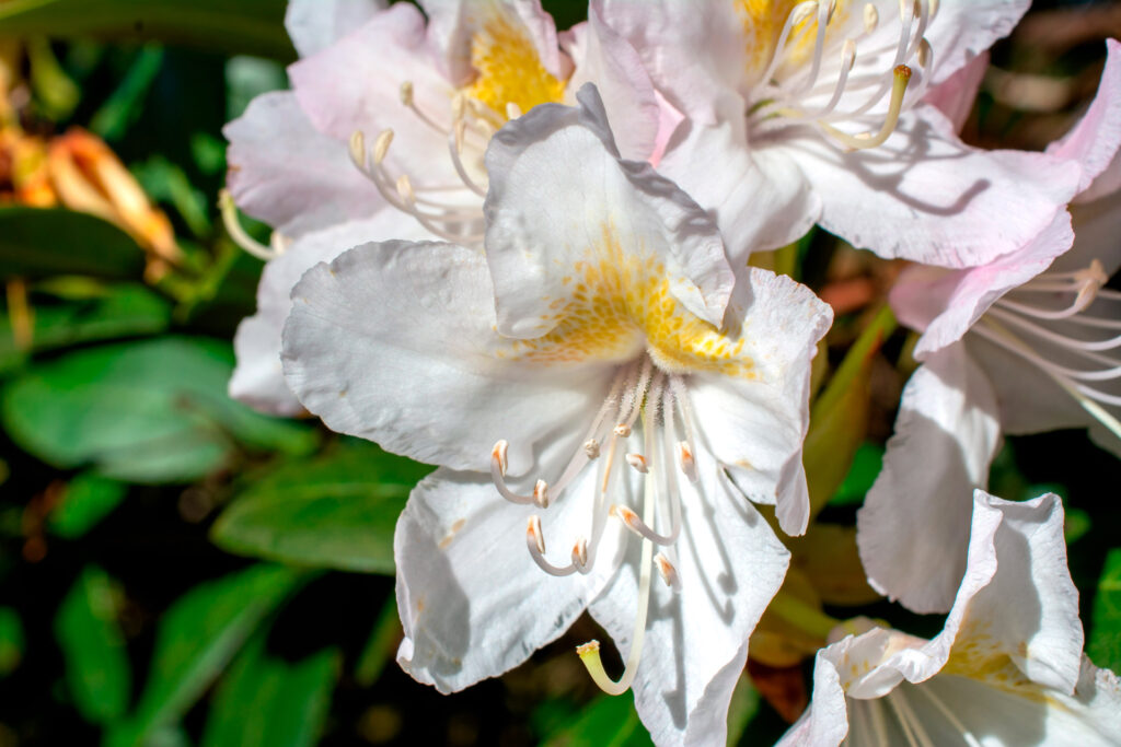 Rhododendron055