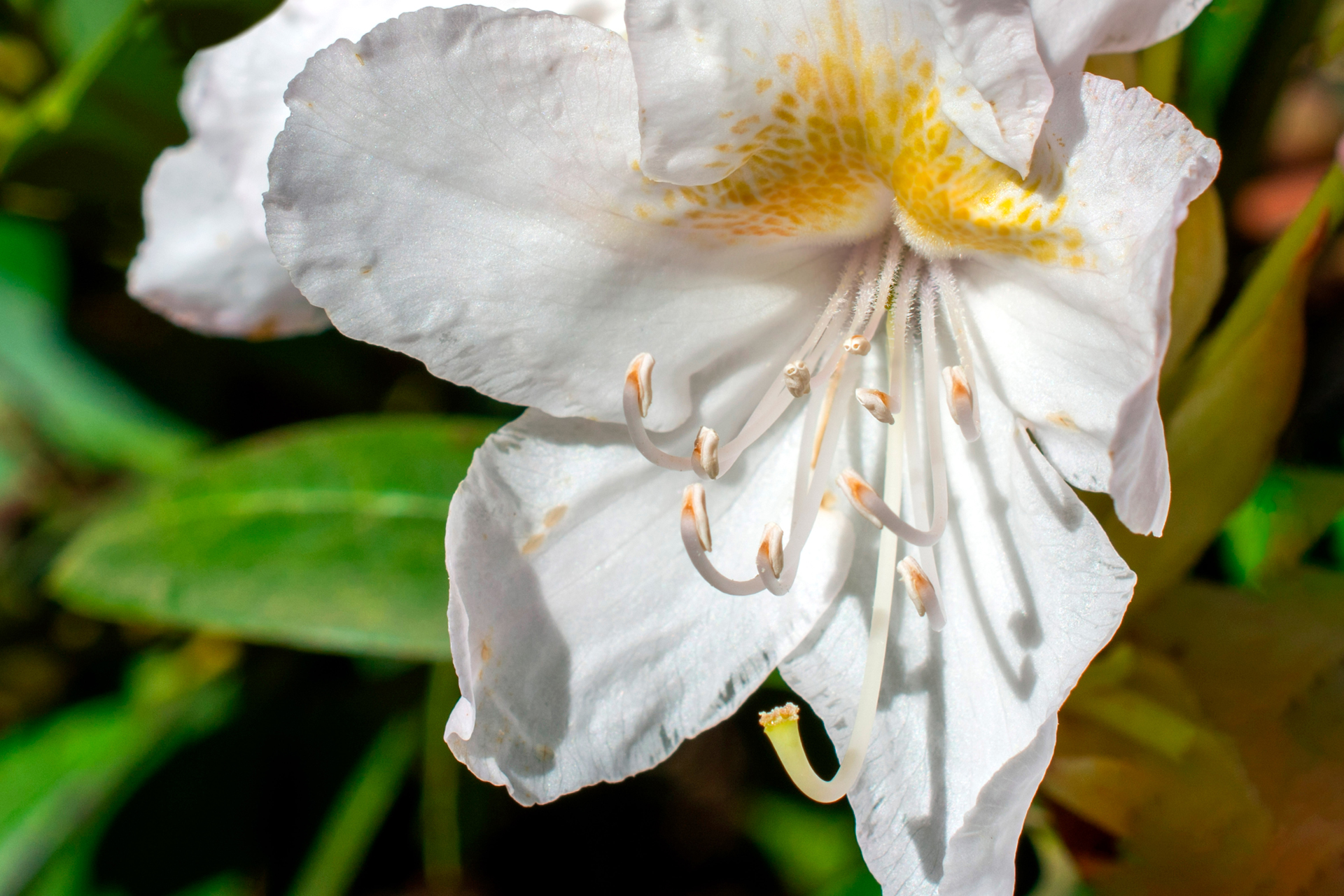Rhododendron056 Rhododendron056
