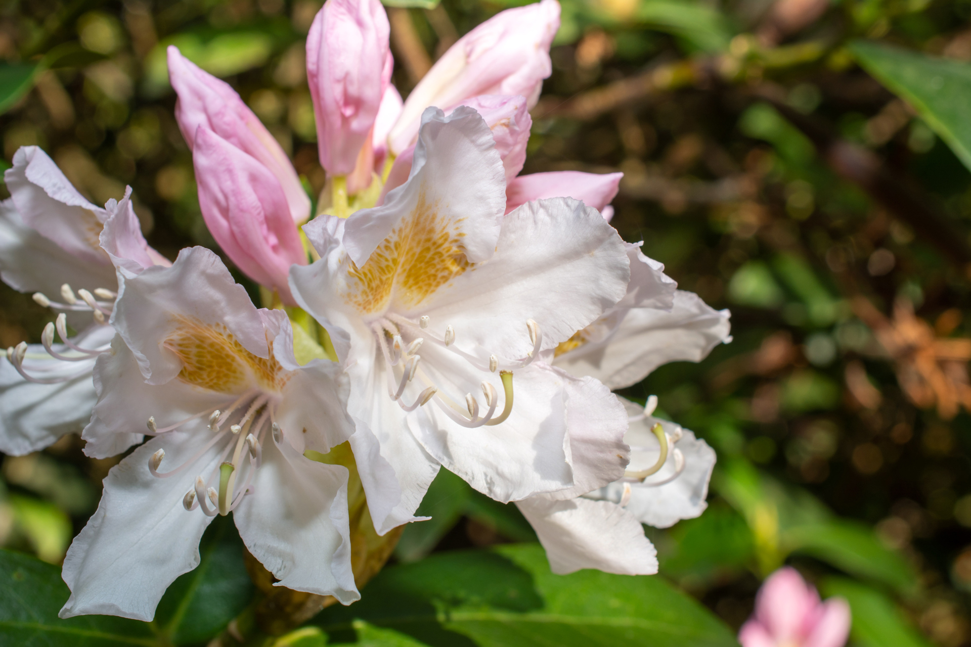 Rhododendron057 Rhododendron057