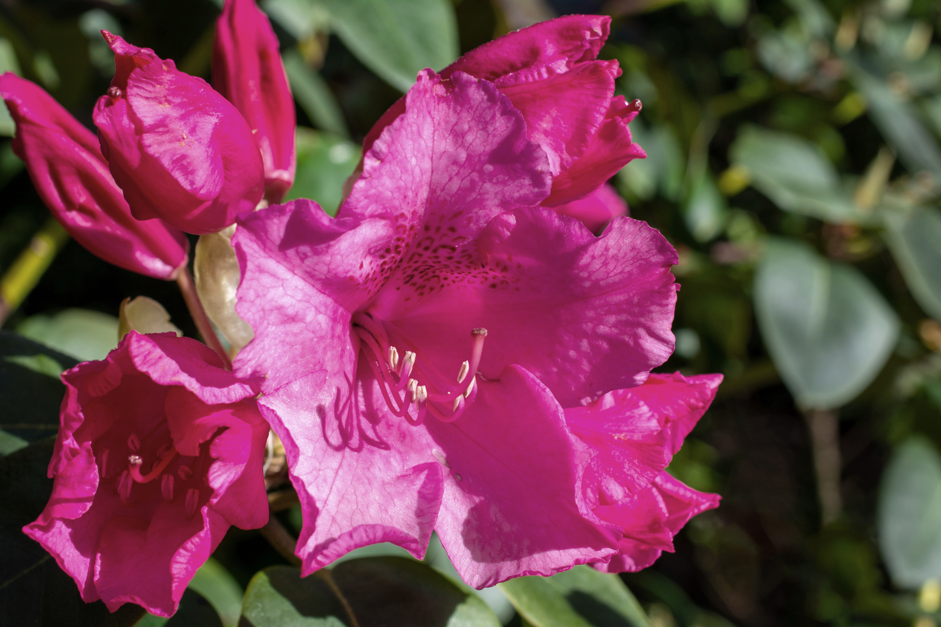 Rhododendron060 Rhododendron060