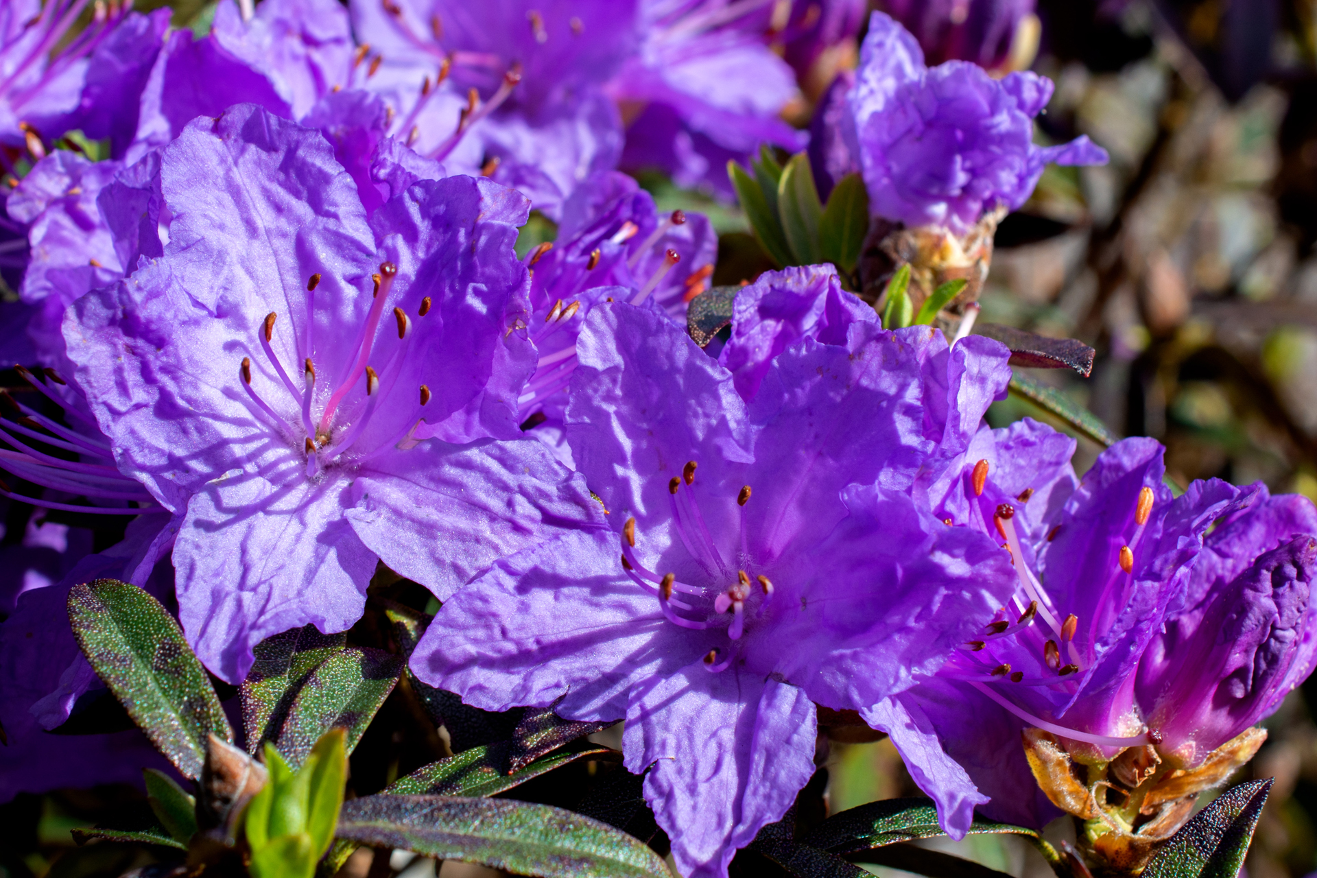 Rhododendron061 Rhododendron061