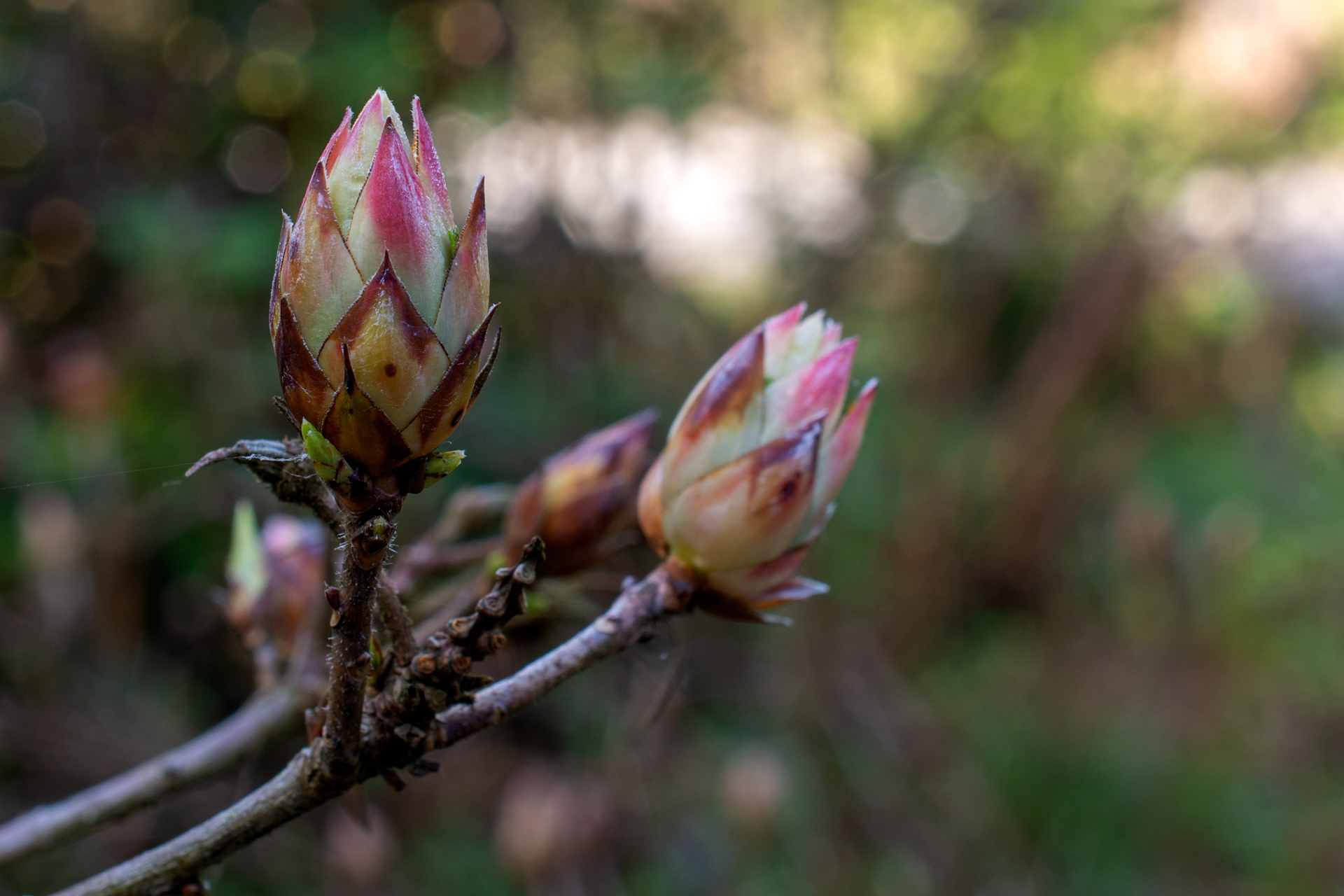 Rhododendron064 Rhododendron064