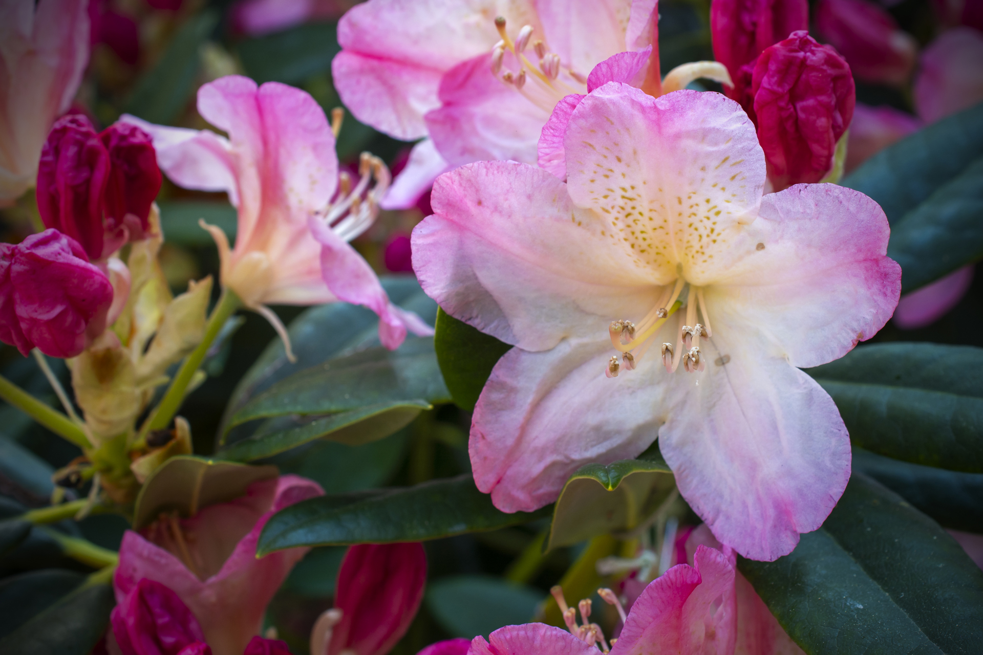Rhododendron065 Rhododendron065