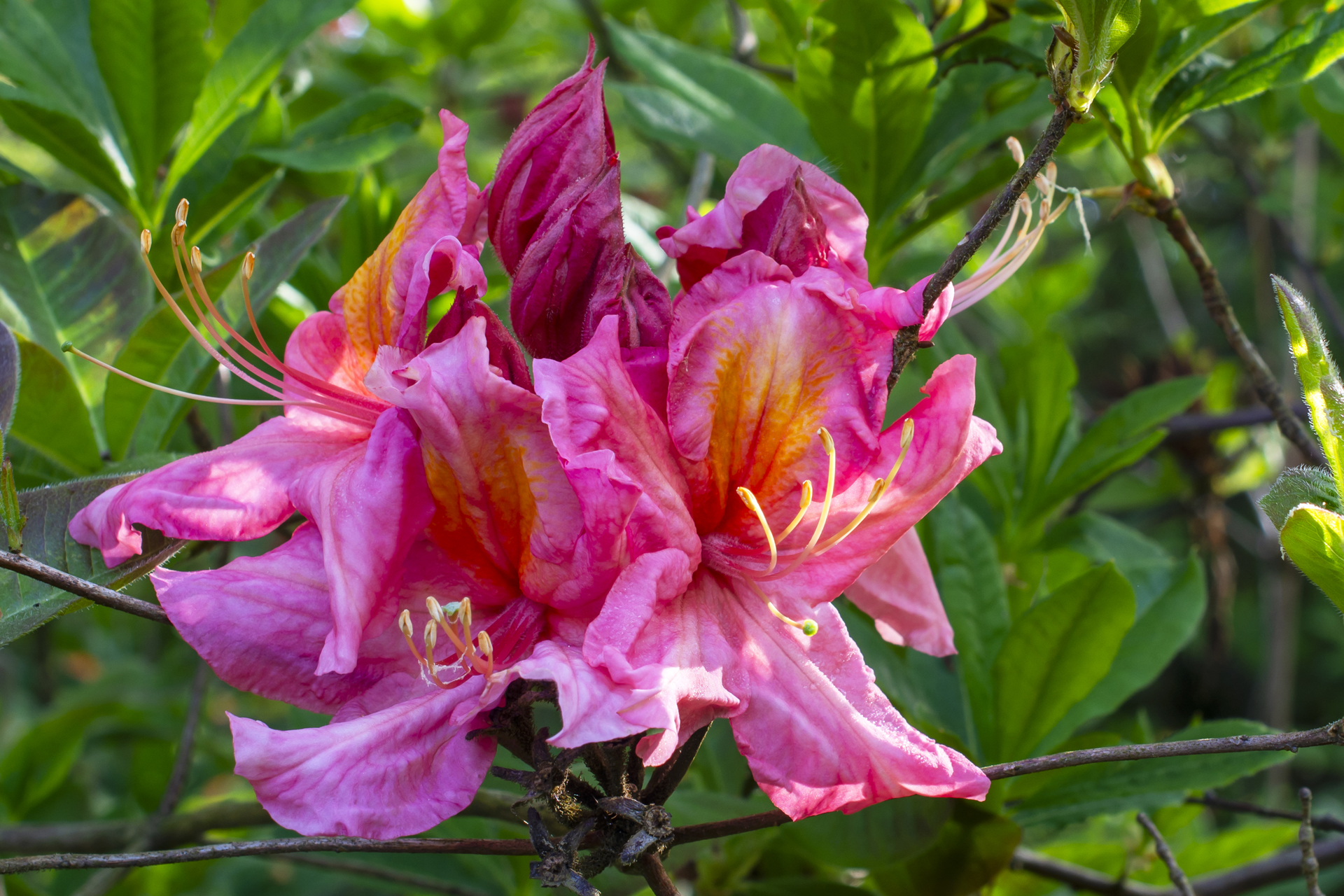 Rhododendron069 Rhododendron069
